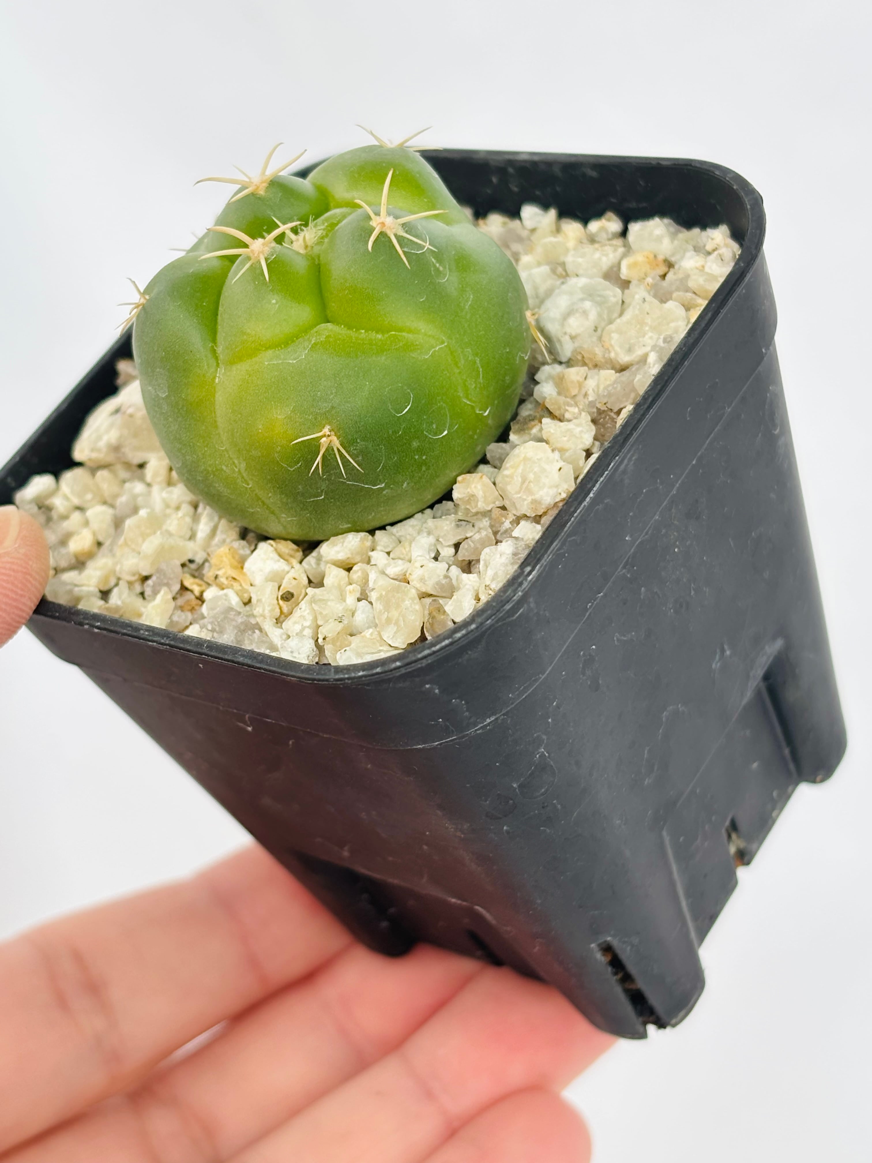Coryphantha elephantidens コリファンタ 紅葉象牙丸 サボテン