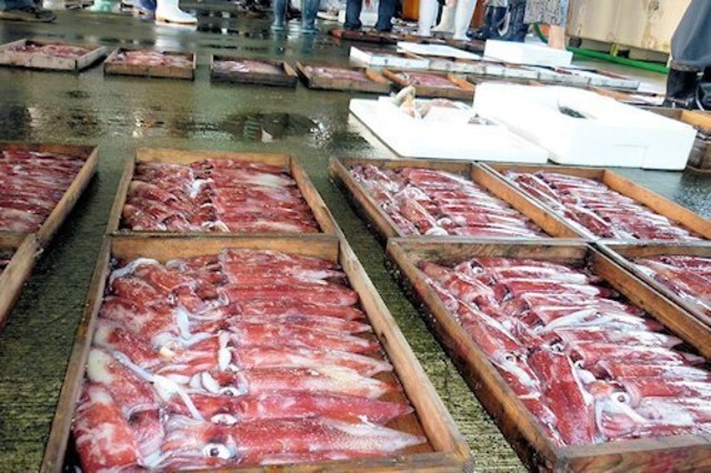 白イカ（4〜6匹）