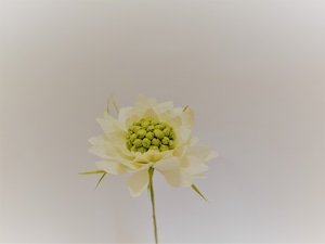 越前和紙で手作り花のキット【上級編】＿スカビオサ