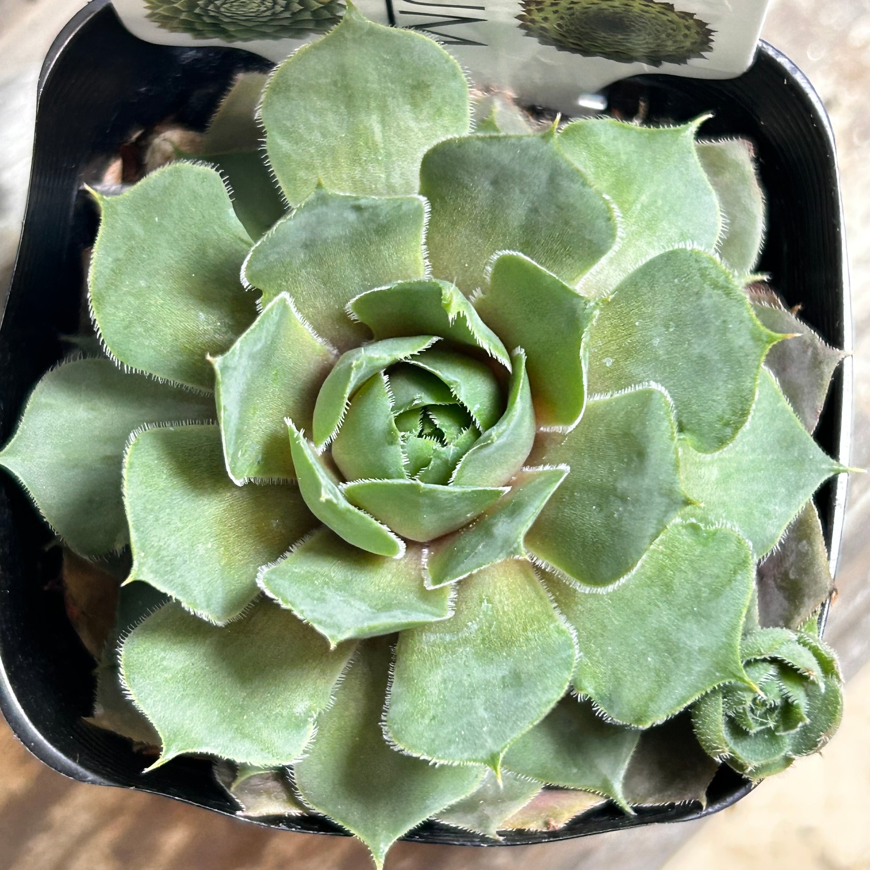 コンプトデコンガ センペルビウム | RuPo 多肉植物専門店