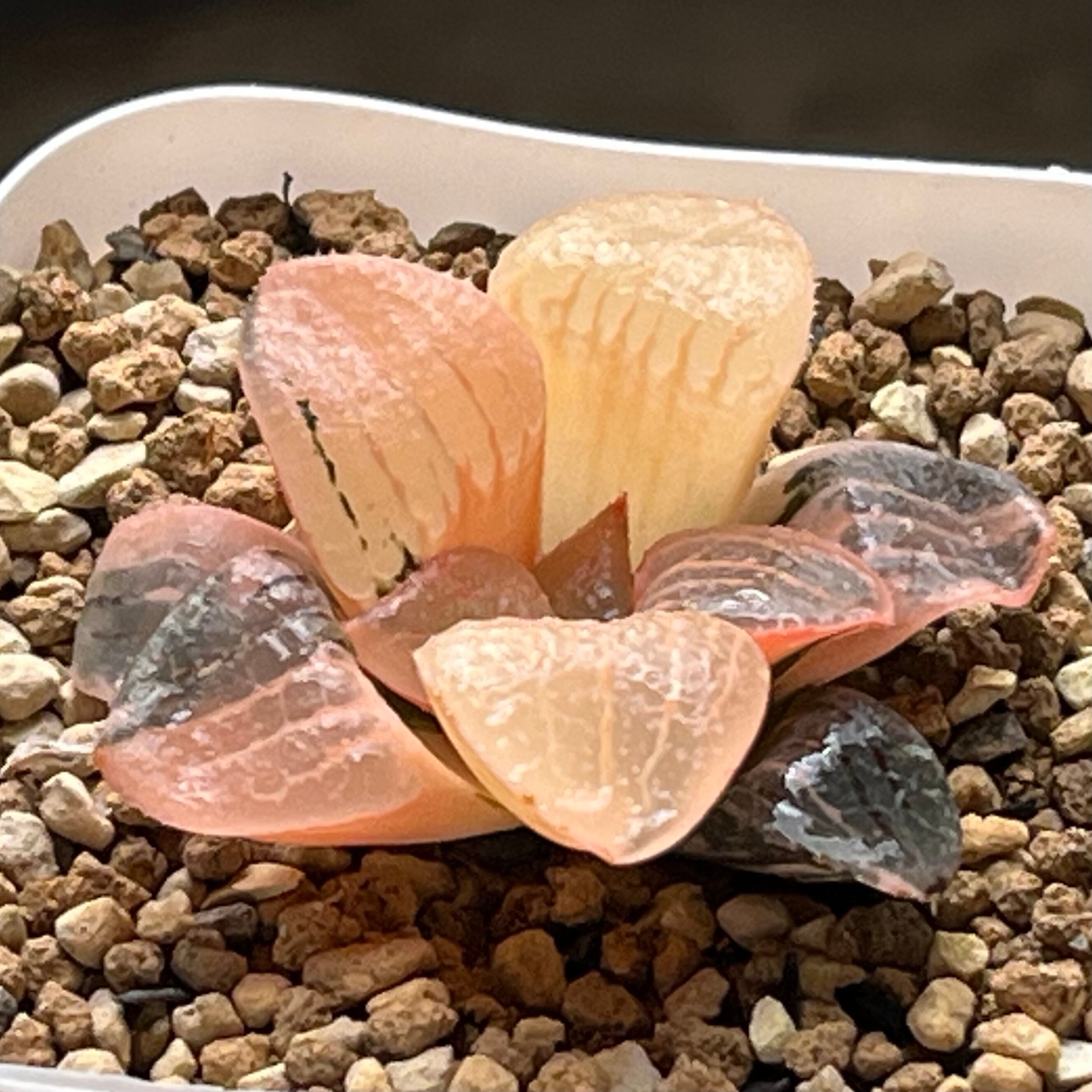 ハオルチア 火鳳凰錦 | mocono_plants