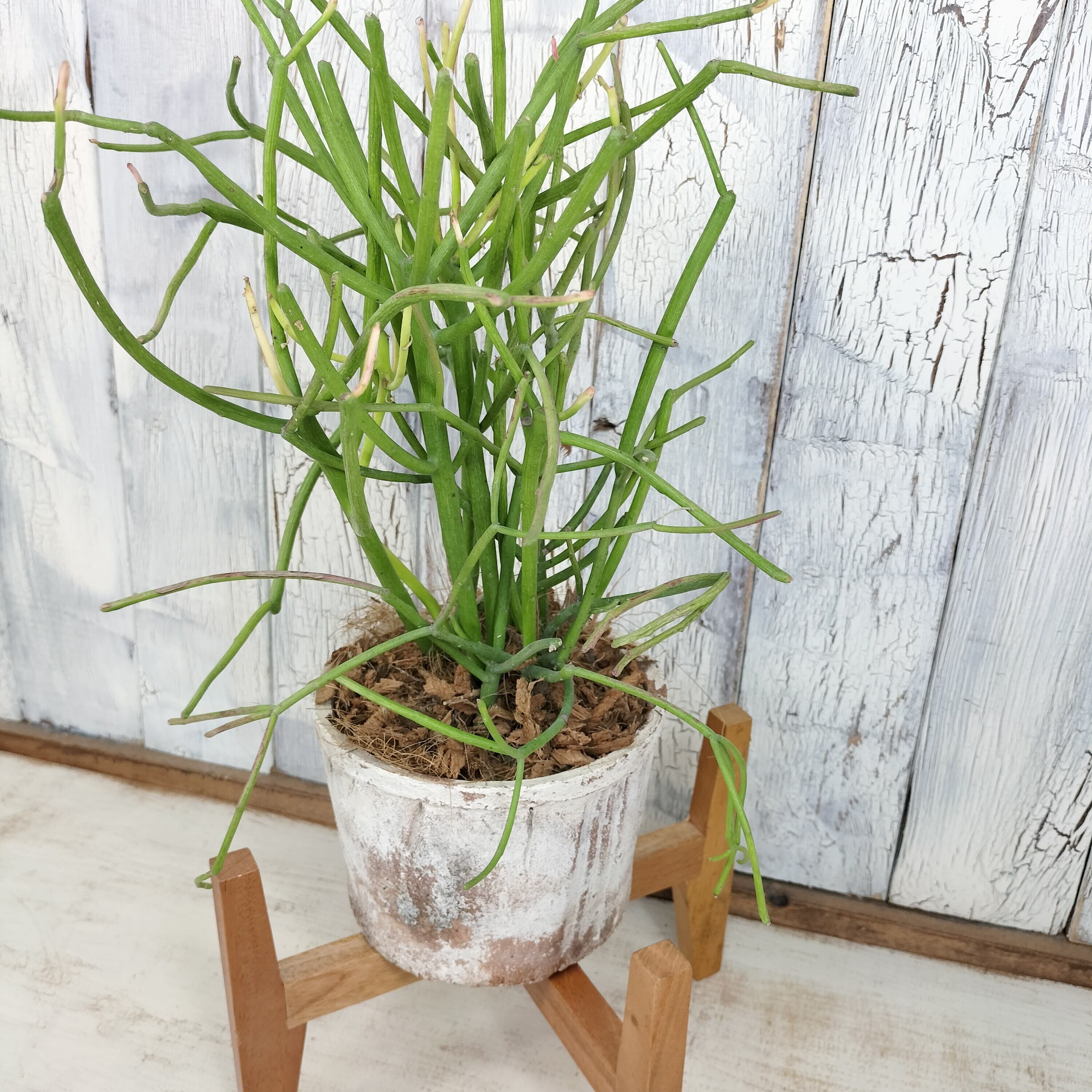 ミルクブッシュ 観葉植物 | 陽華園