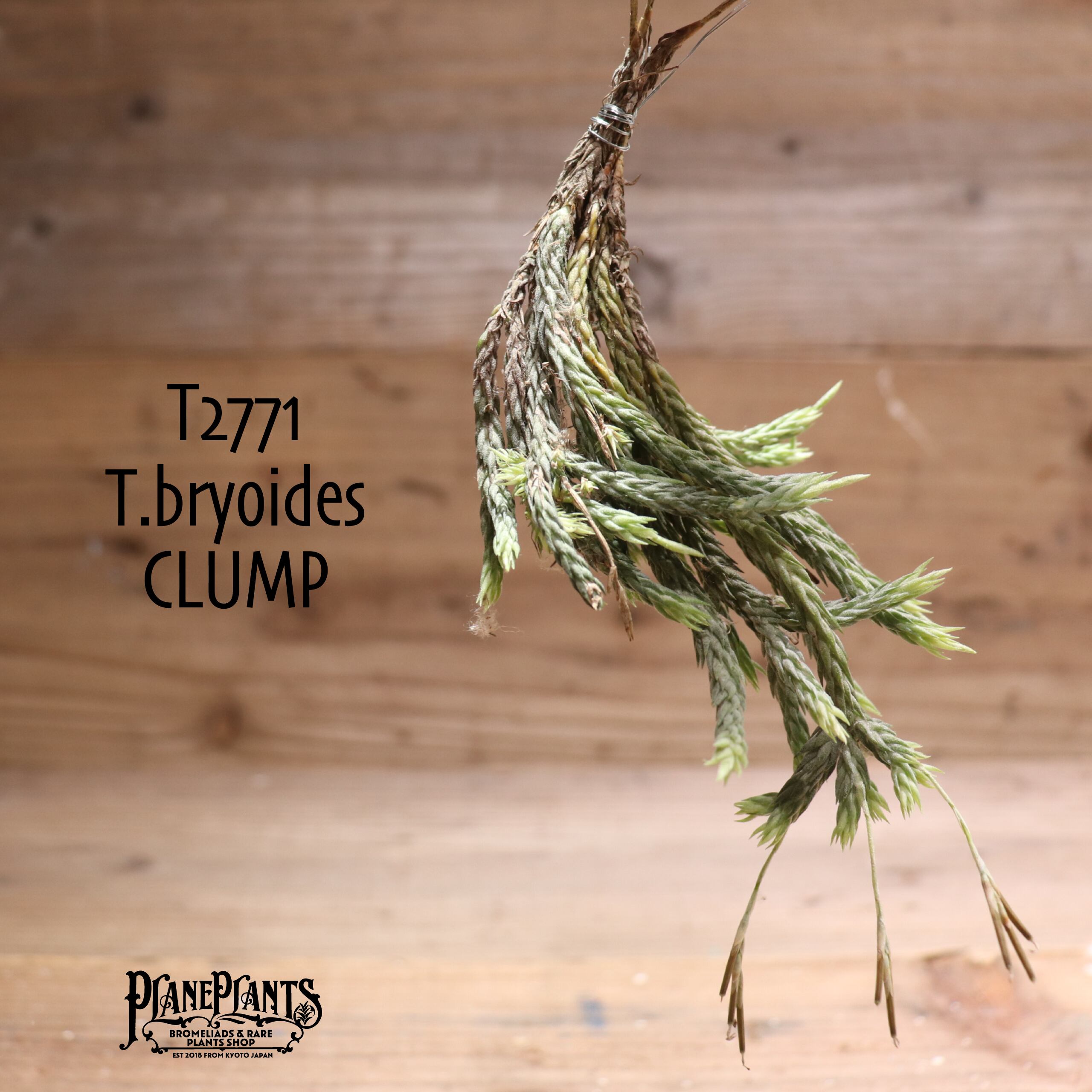 【送料無料】bryoides〔エアプランツ〕現品発送T2771
