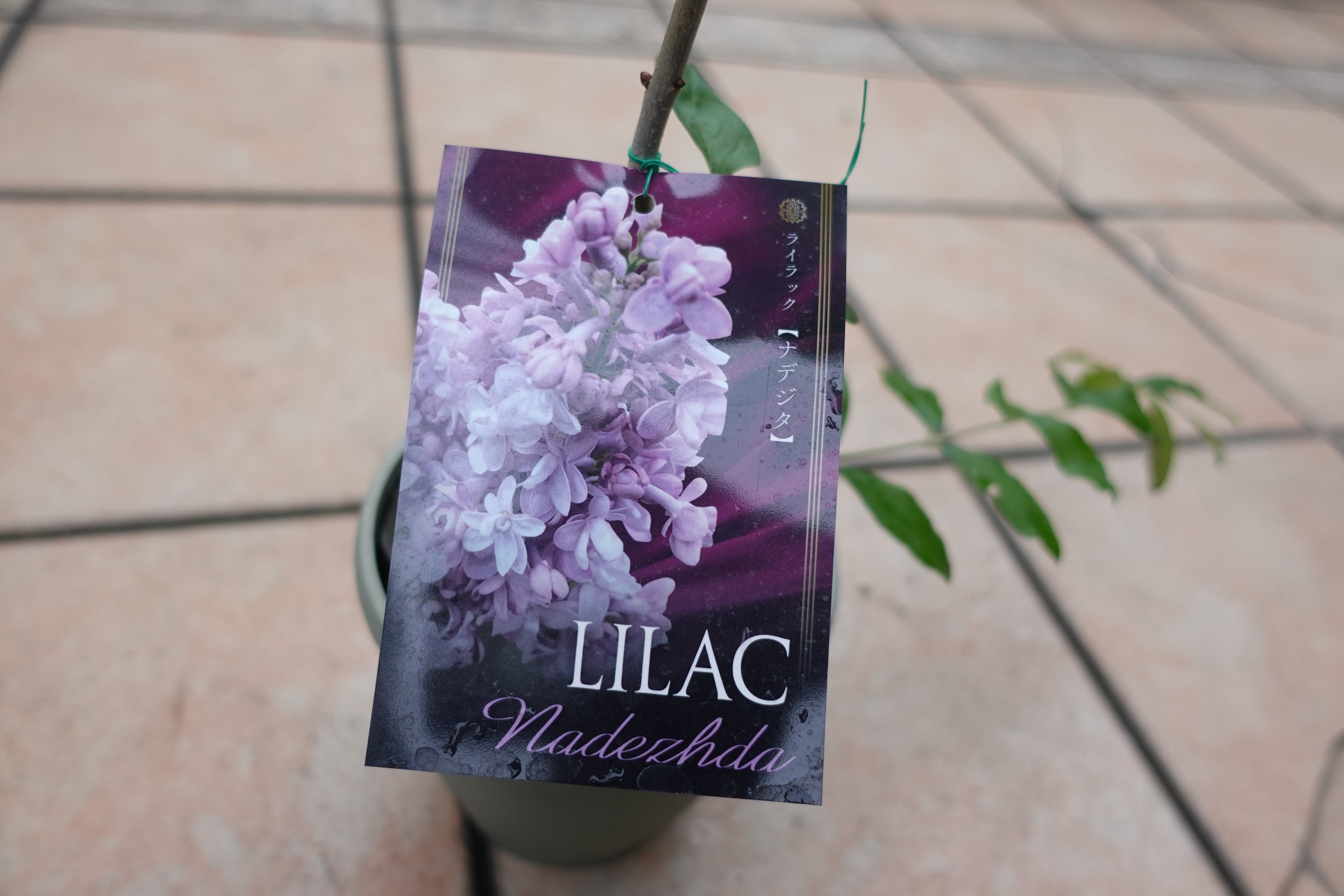 人気の希少庭木 ライラック ナデシタ（苗木） | mateflowergarden