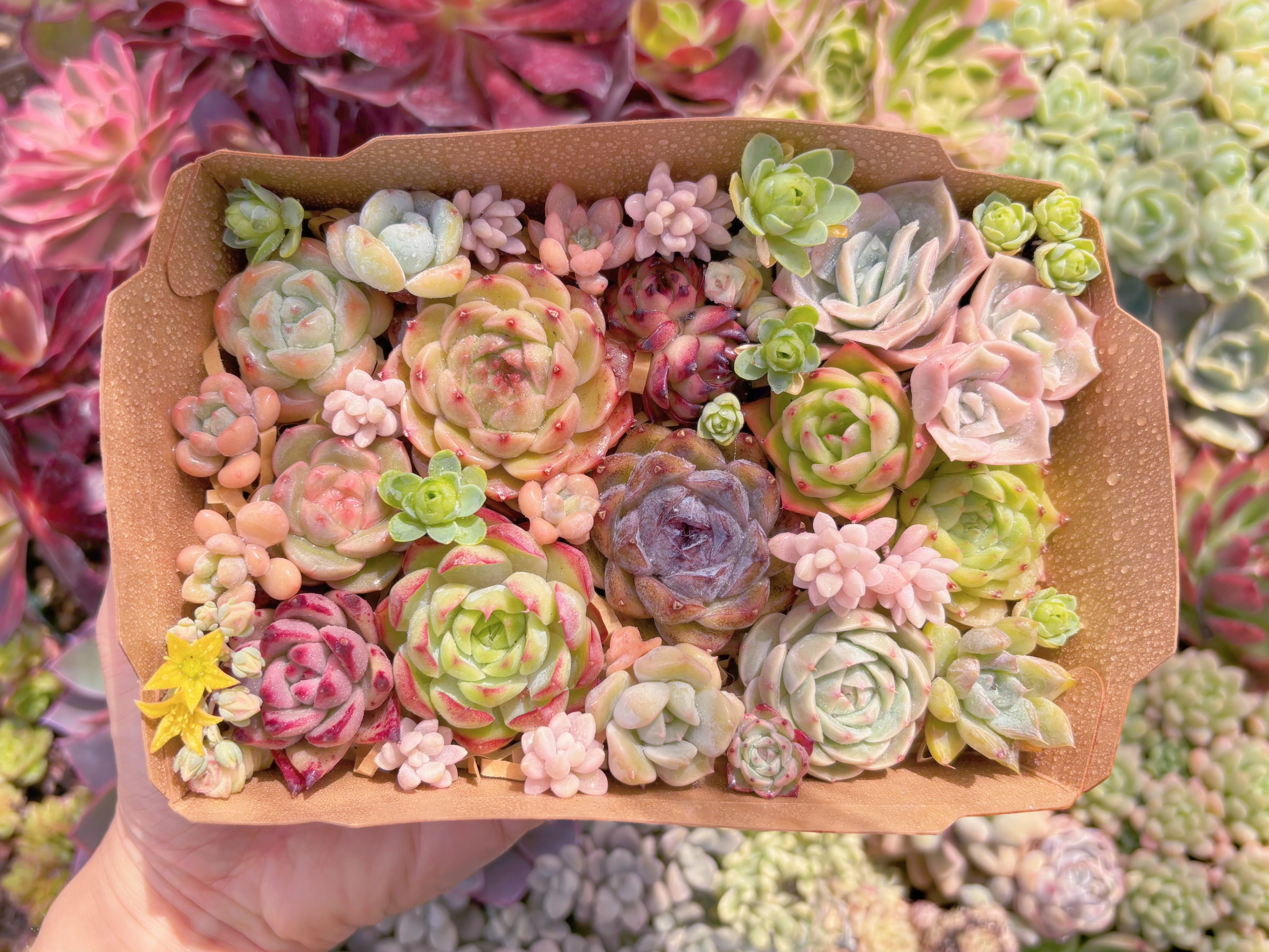 現品　寄せ植えセット#F063　17×4.5×11.5cm　るる農園