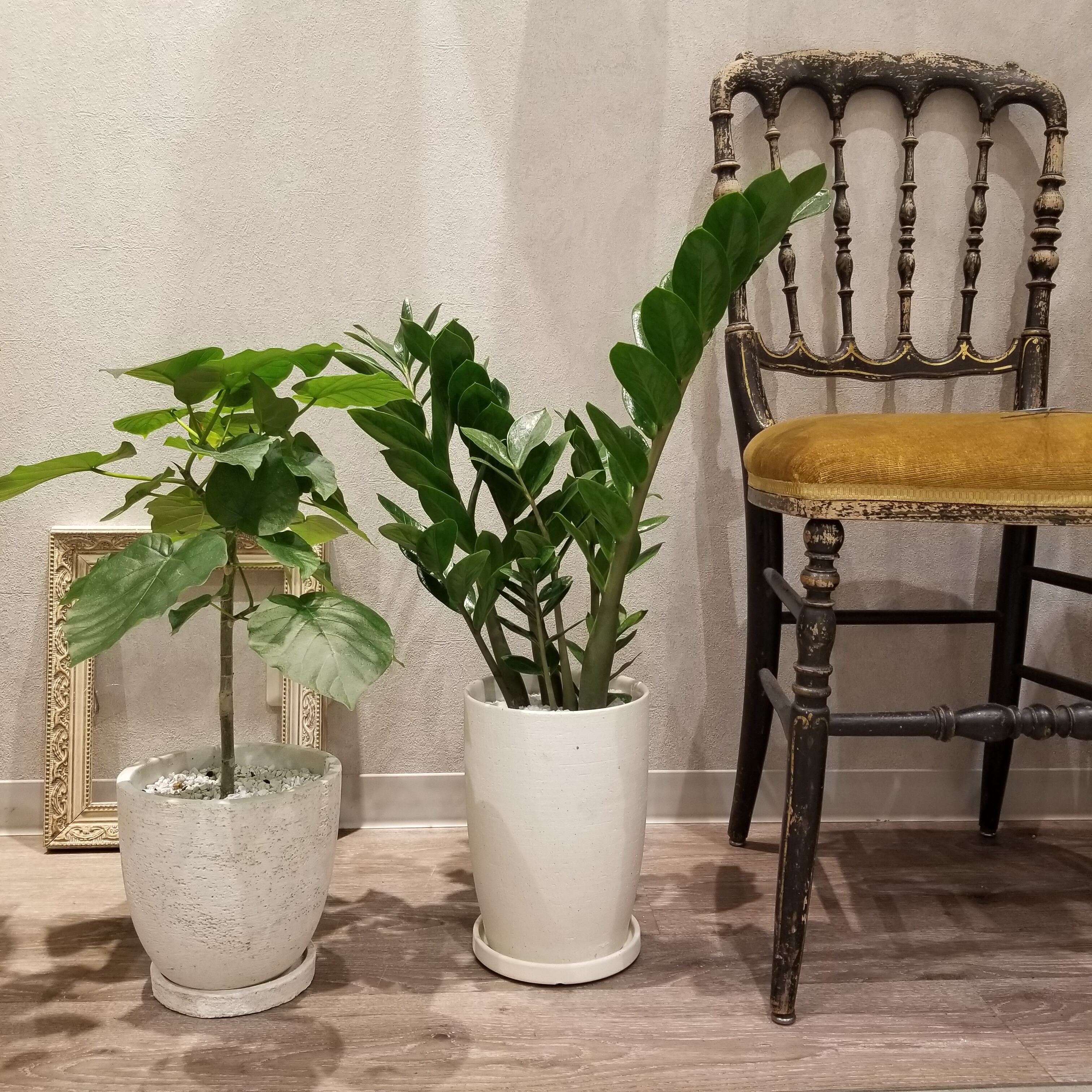 一点もの フィカス ウンベラータ 観葉植物 フィカス ゴムノキ類 ハートの葉っぱ 人気 ウンベラータおすすめ 陶器 ギフト お祝い 開店祝 新築祝 引越し祝 自分にギフト フラワーギフト専門店 Conoka Online Shop お花や観葉植物で記念日を彩る