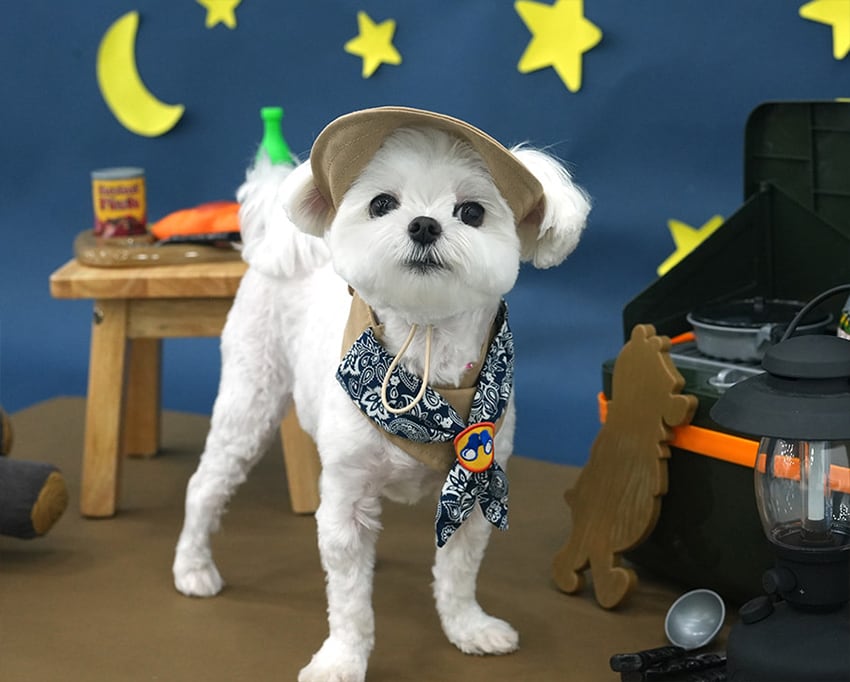 outdoor scarf & hat set 2color / 犬用 帽子 ケープ バンダナ cape スカーフ アクセサリー ドッグウェア ペット用 cap 被り物 お揃い 撮影会 インスタ映え 小型犬 お出かけ キャップハット ban20