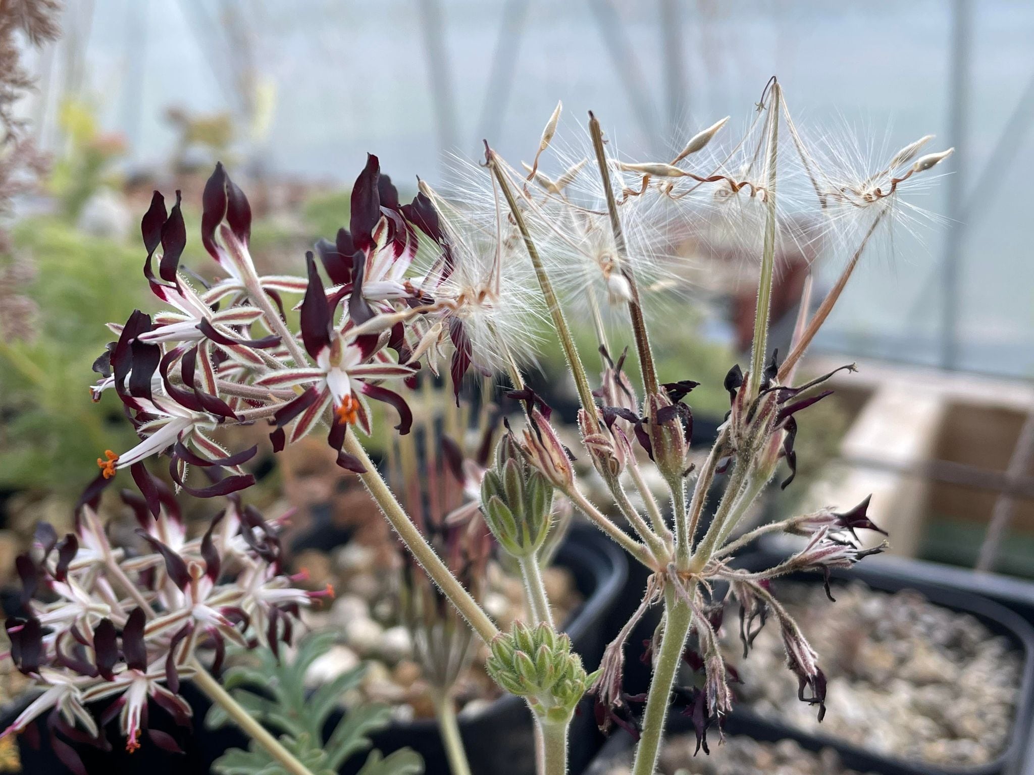 ペラルゴニウム・アウリツム/Pelargonium auritum【種子5粒＋α】 | Pay ID