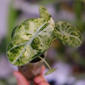 Alocasia Ninja Tricolor│アロカシア ニンジャ 斑入②│観葉植物