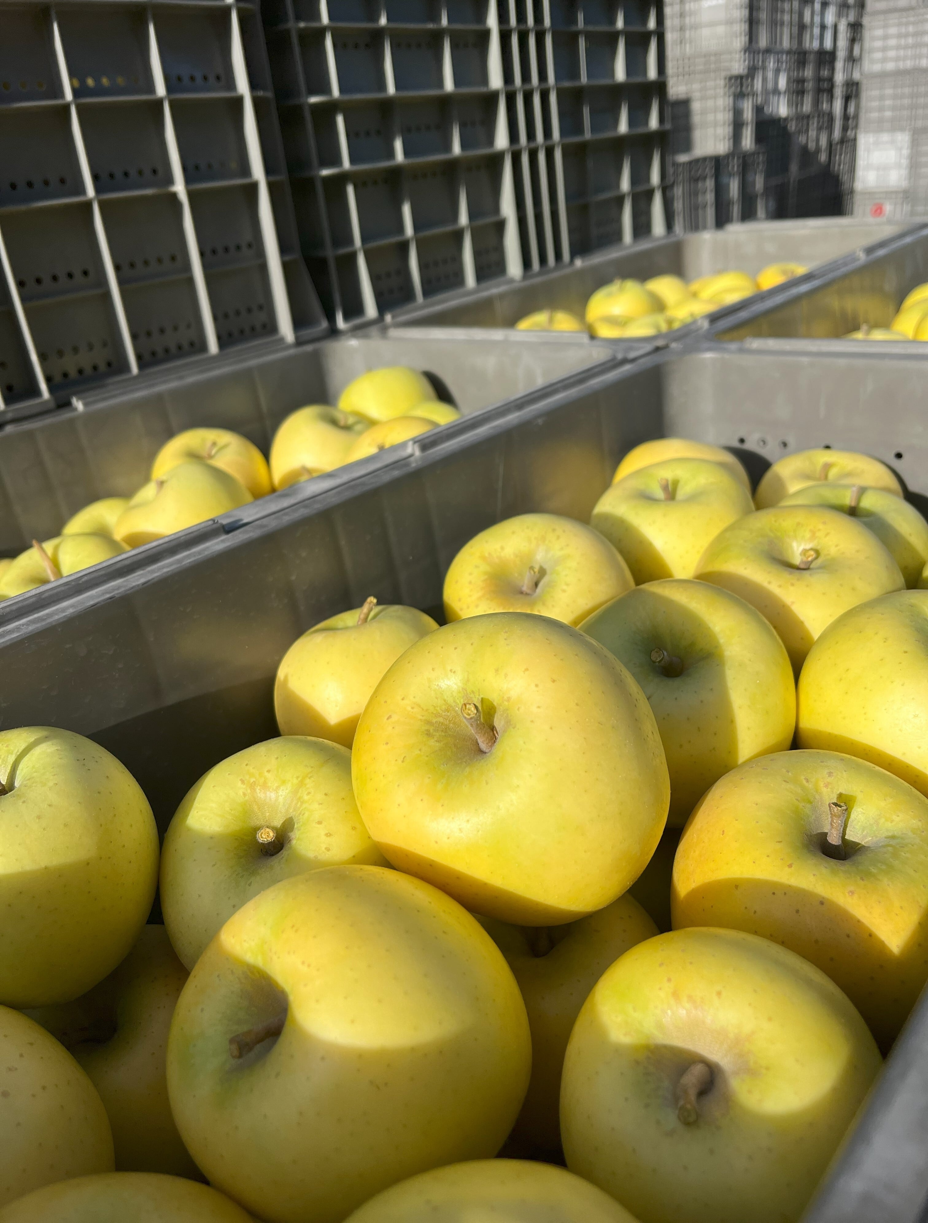 シナノゴールド家庭用　10kg