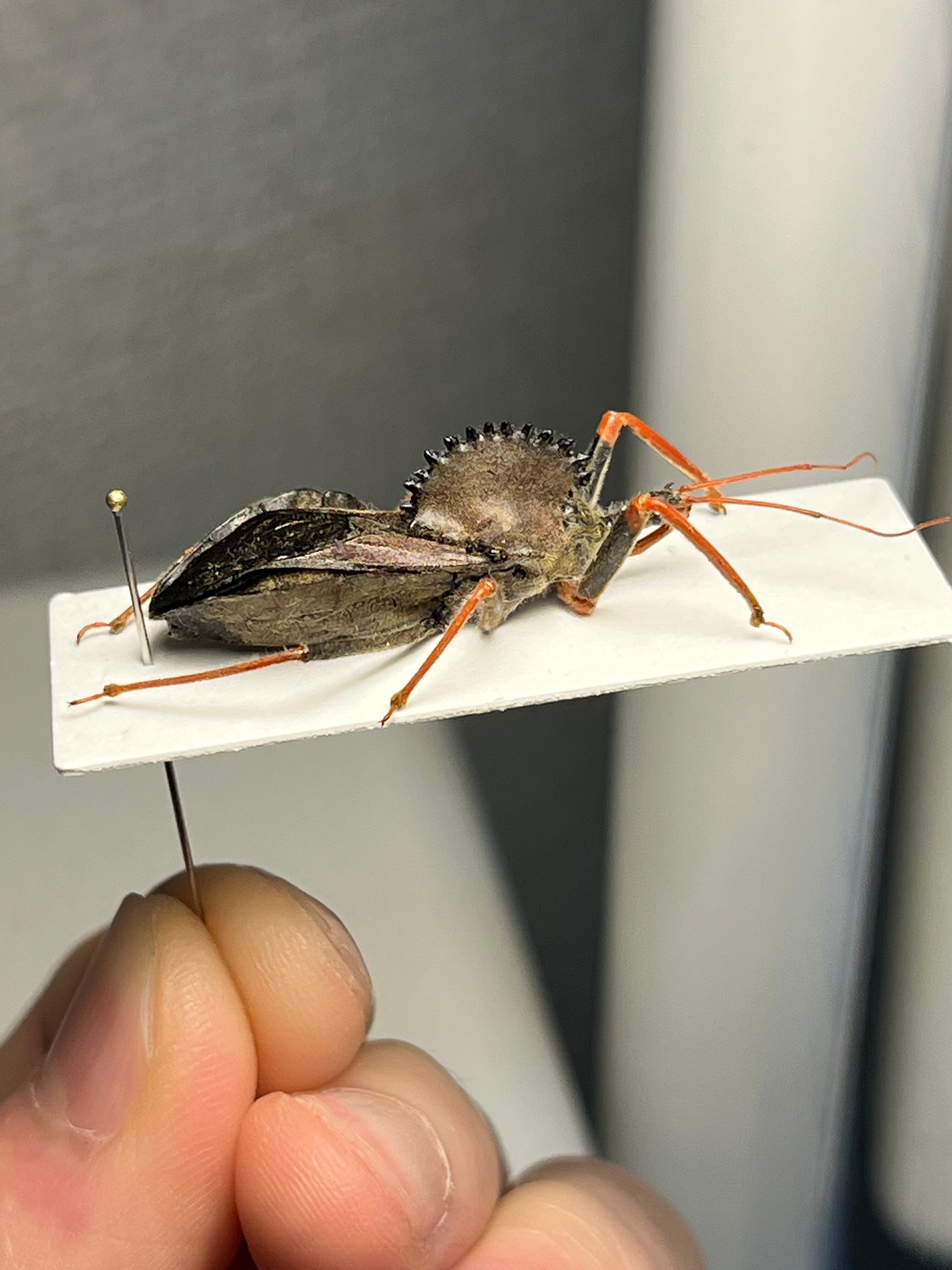 北米最大】背中に丸鋸が埋め込まれたアサシンバグ サシガメの一種 標本