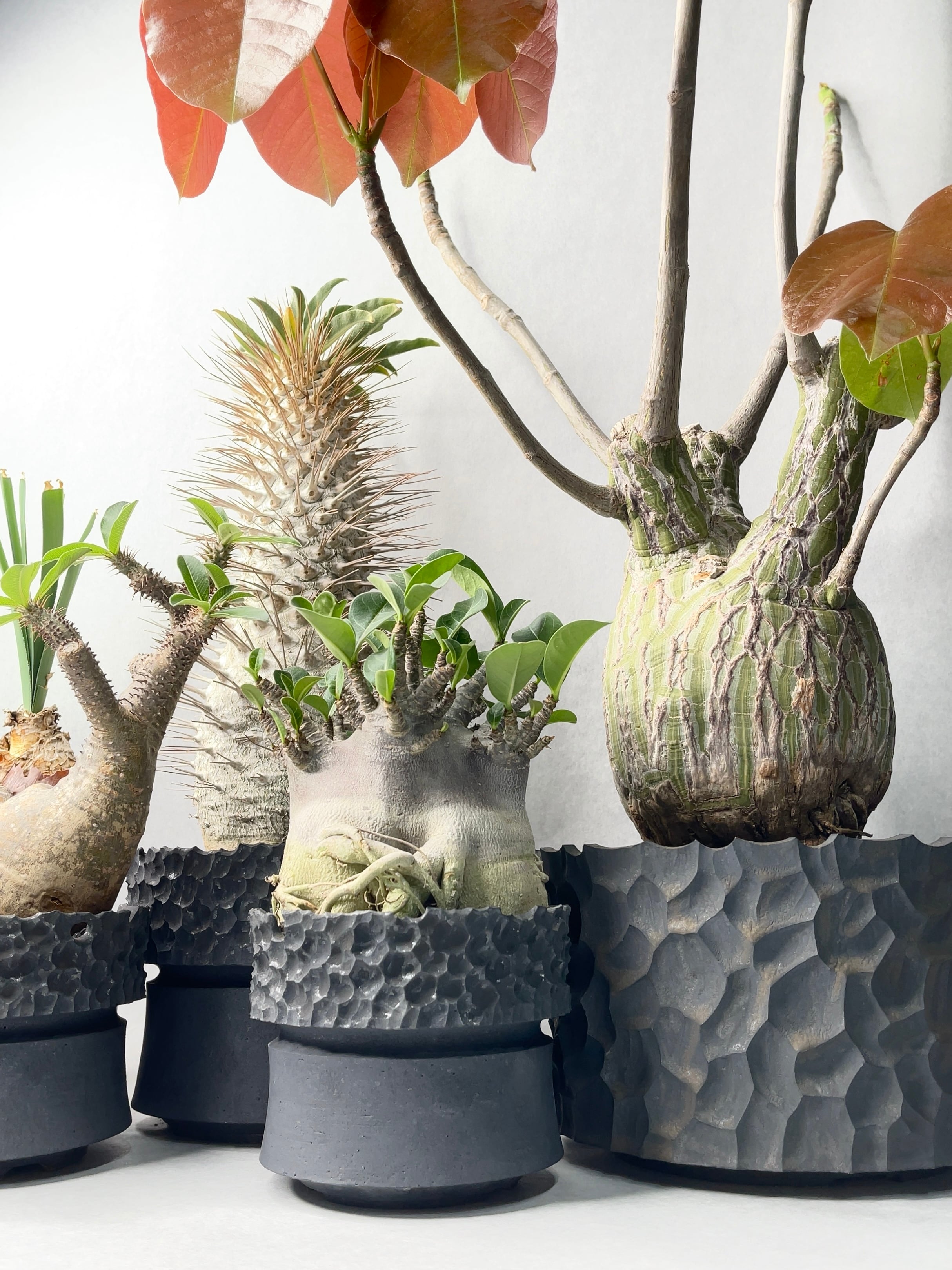 パキポディウム マカイエンセ　中川智治鉢 パキポディウム マカイエンセ 中川智治鉢