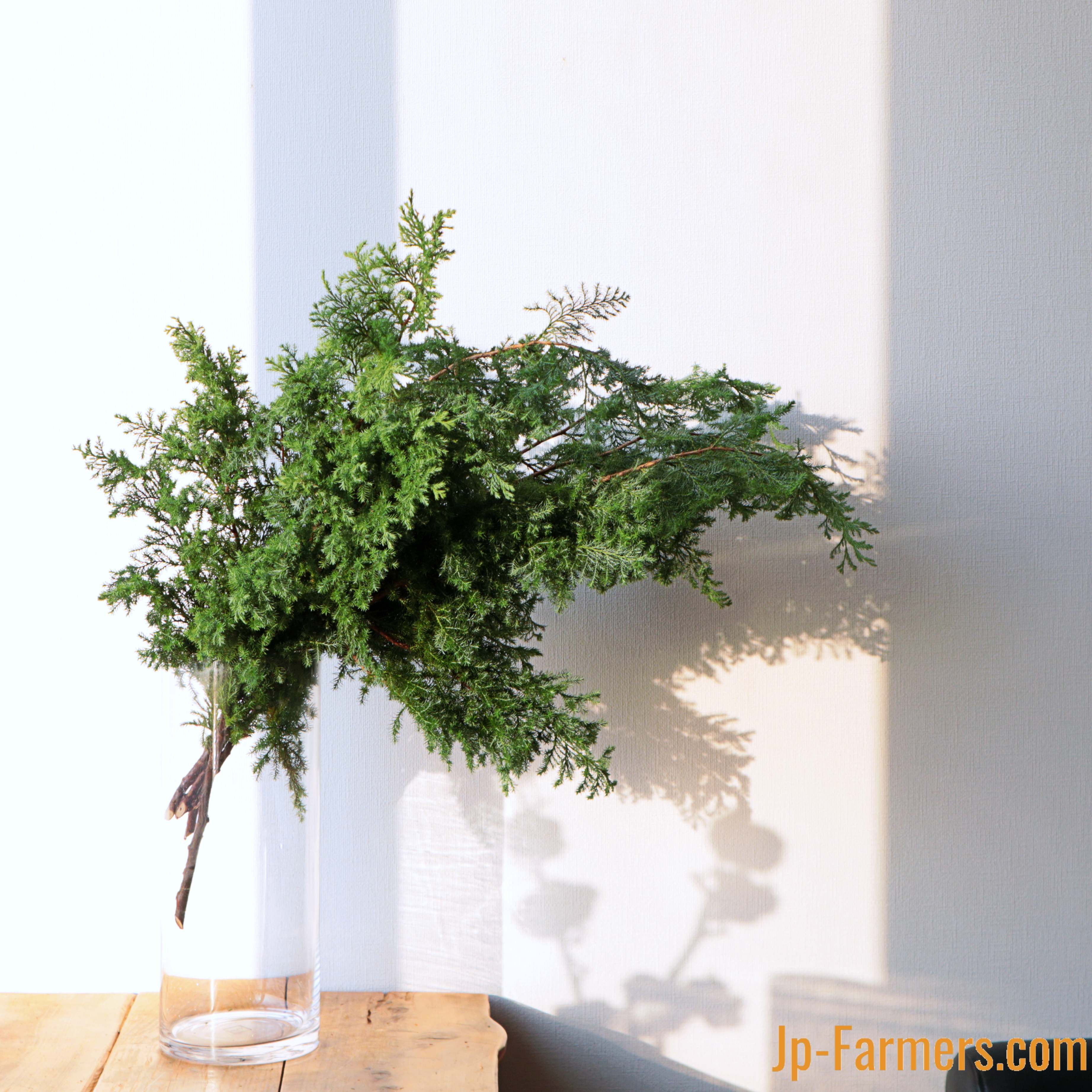 クリスマス商材 リース作りに最適！サツマ杉（ヒムロ杉）5本 | 新鮮
