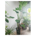 Alocasia odora
