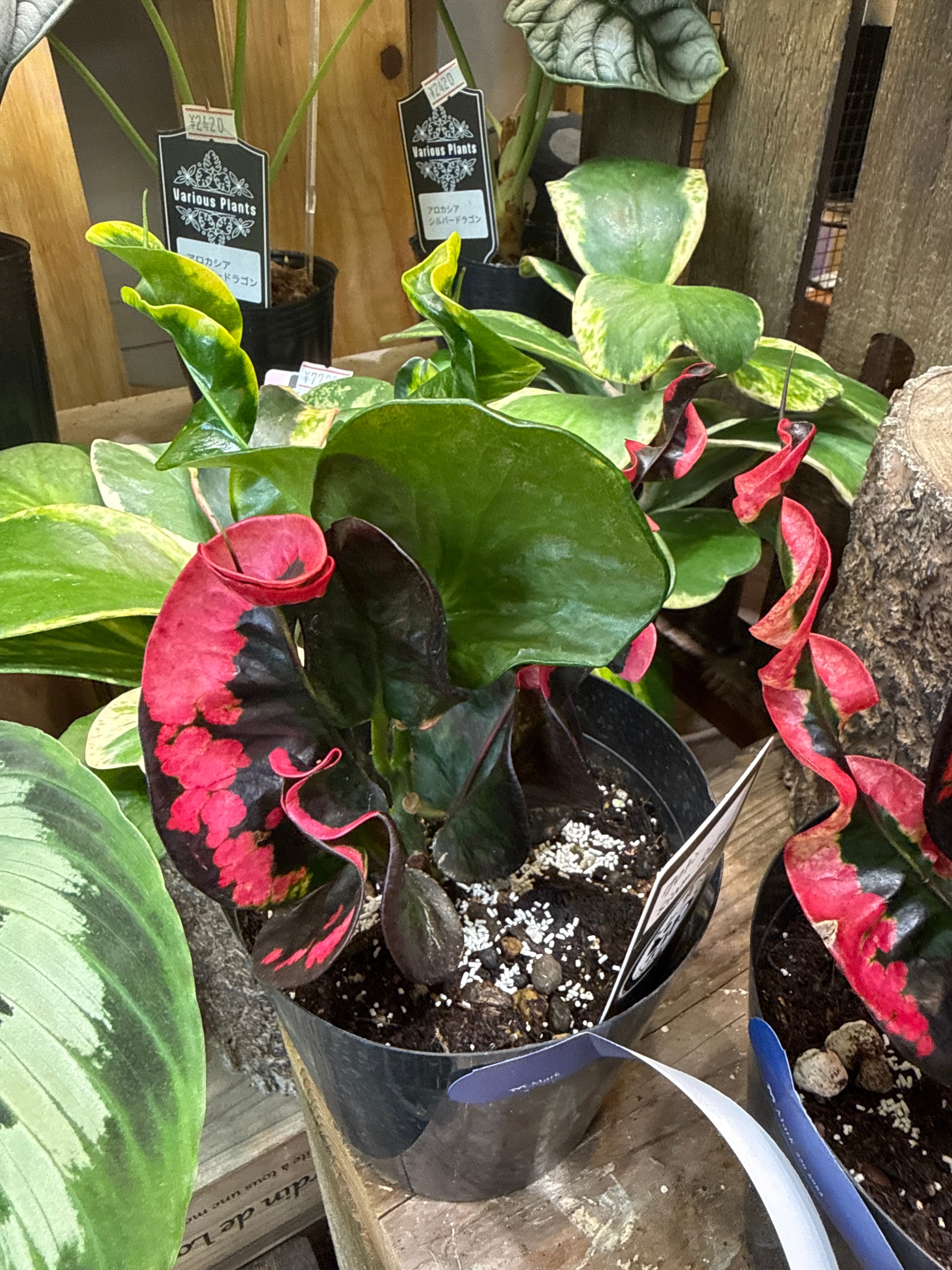 クロトン サイアムルビー / Siam Ruby | Gardenえん 【観葉熱帯植物】
