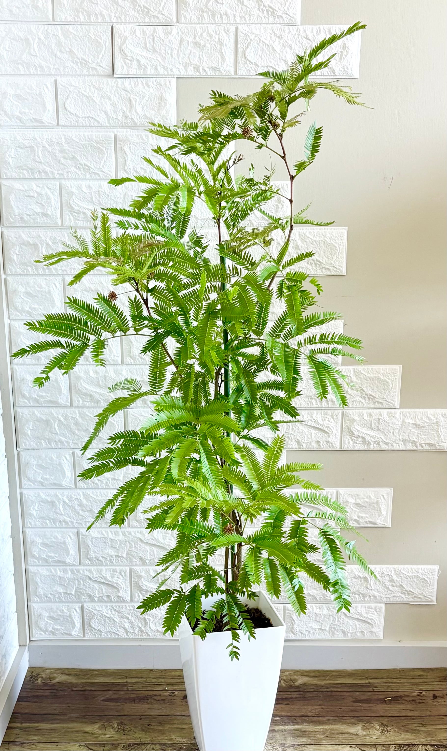 エバーフレッシュ | 観葉植物のお店 feerie（フェリエ）