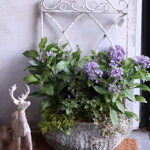 寄せ植え　大きな寄せ植え　フェンス付きプランター｜届いてすぐ飾れる完成品｜玄関にオススメ｜新築・開店祝いギフト｜モンディマンシェ