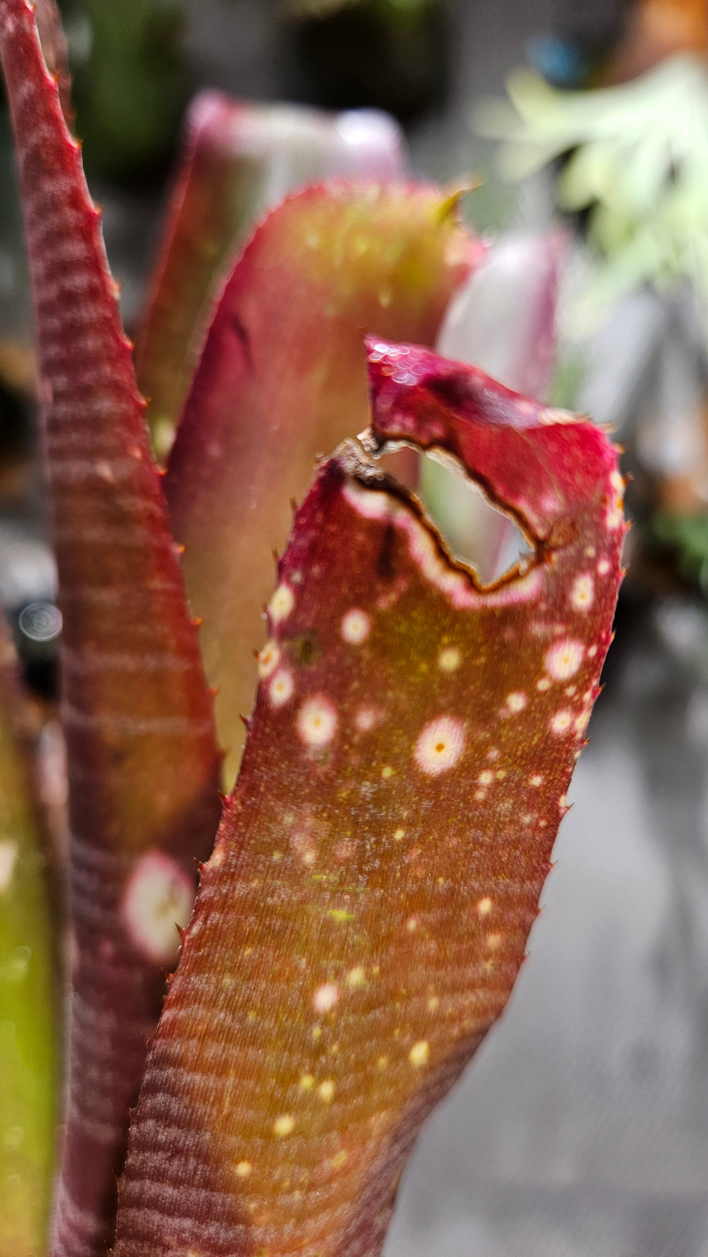 ブロメリア　billbergia kolan knock out Billbergia. Kolan Jewel【artPLANTs/PLANTS GARAGE】 タンク