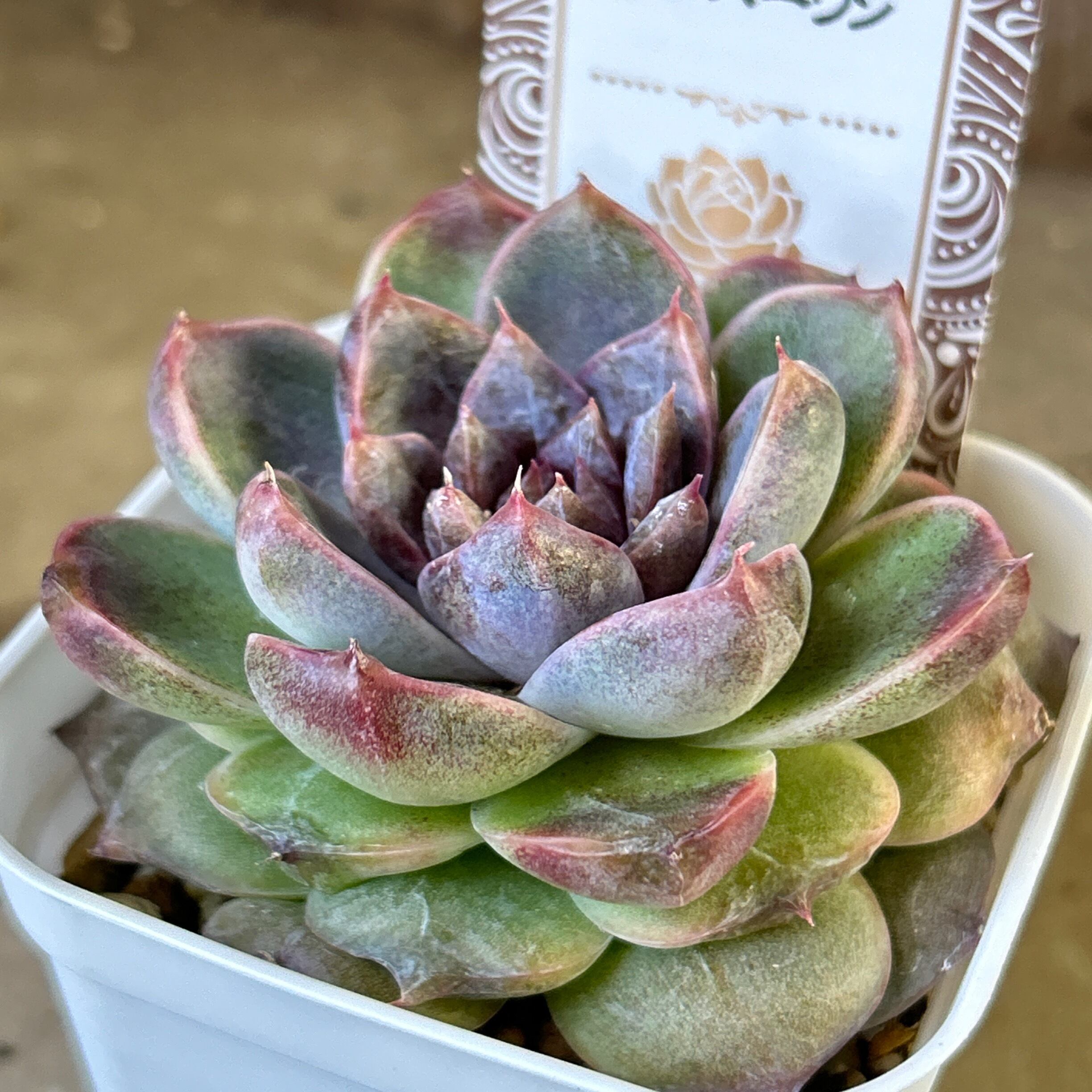 ナンバーワン | RuPo 多肉植物専門店