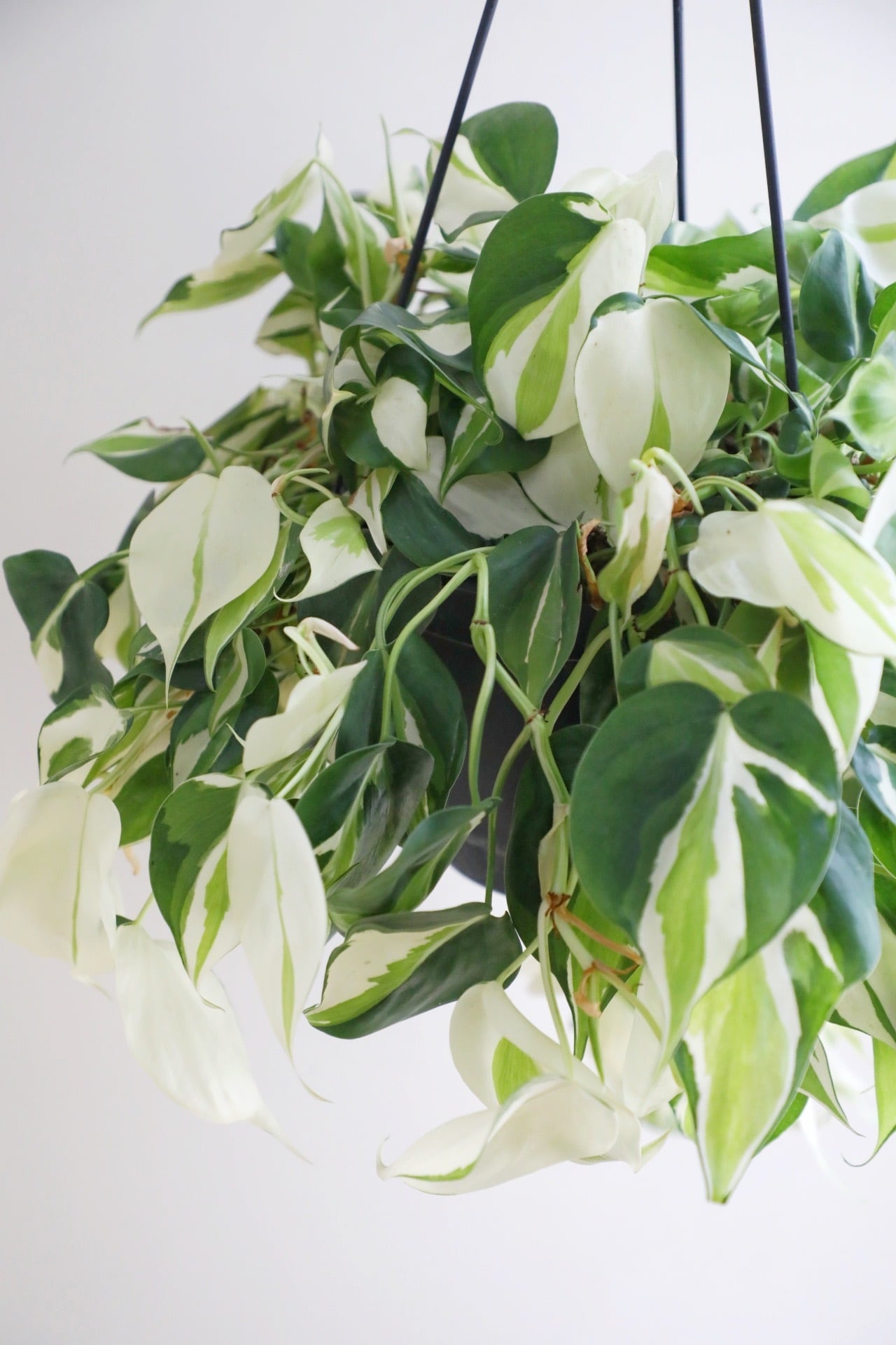 M】フィロデンドロン クリームスプラッシュ/Philodendron cream splash