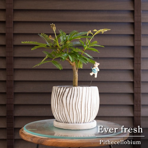 エバーフレッシュ 4.5号 陶器鉢 Ever fresh 観葉植物 盆栽 0719WH