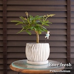 エバーフレッシュ 4.5号 陶器鉢 Ever fresh 観葉植物 盆栽 0719WH