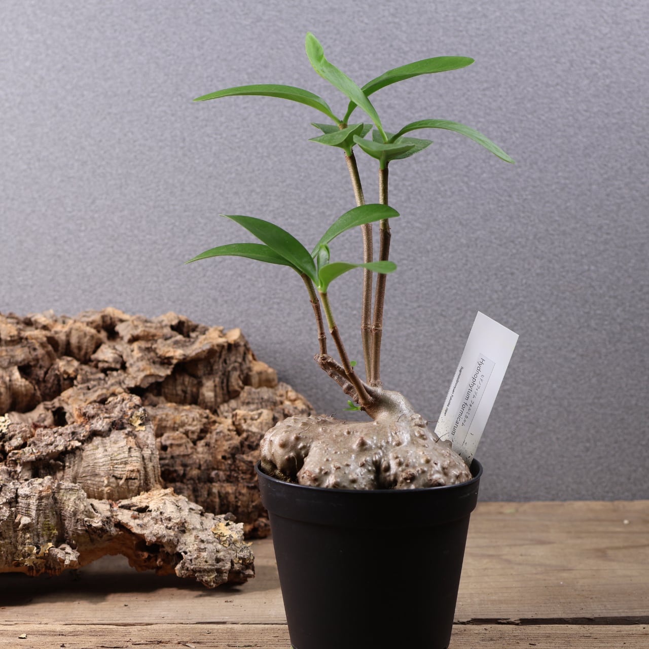 ヒドノフィツム・フォルミカルム 塊根植物 コーデックス ヒドノフィツム・フォルミカルム 塊根植物 コーデックス 塊根植物 蟻の