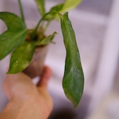 フィロデンドロン ロンギロバトム ミント│Philodendron longilobatum mint varigated