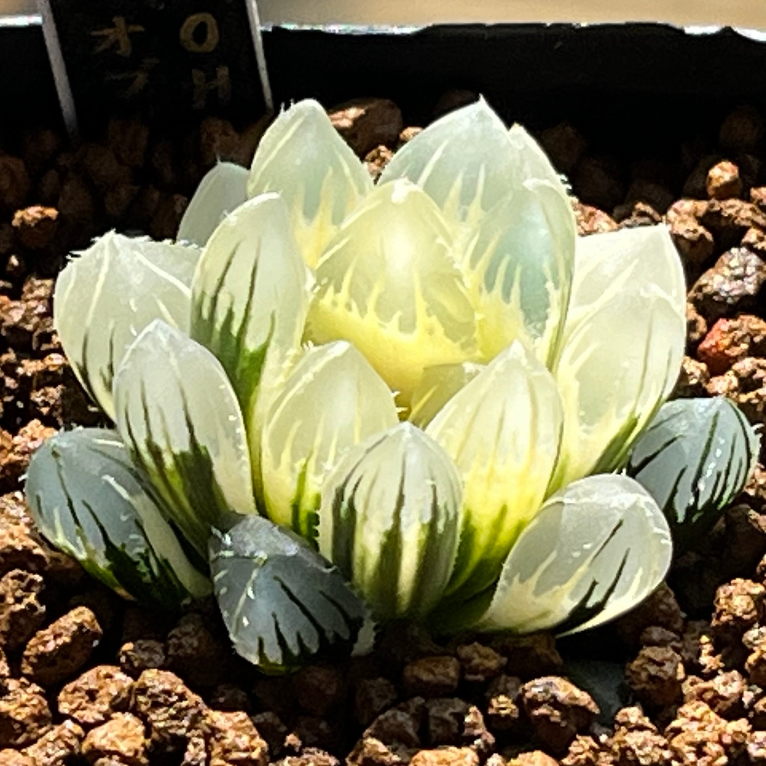 ハオルチア 太陽の恋人(微発根) | mocono_plants