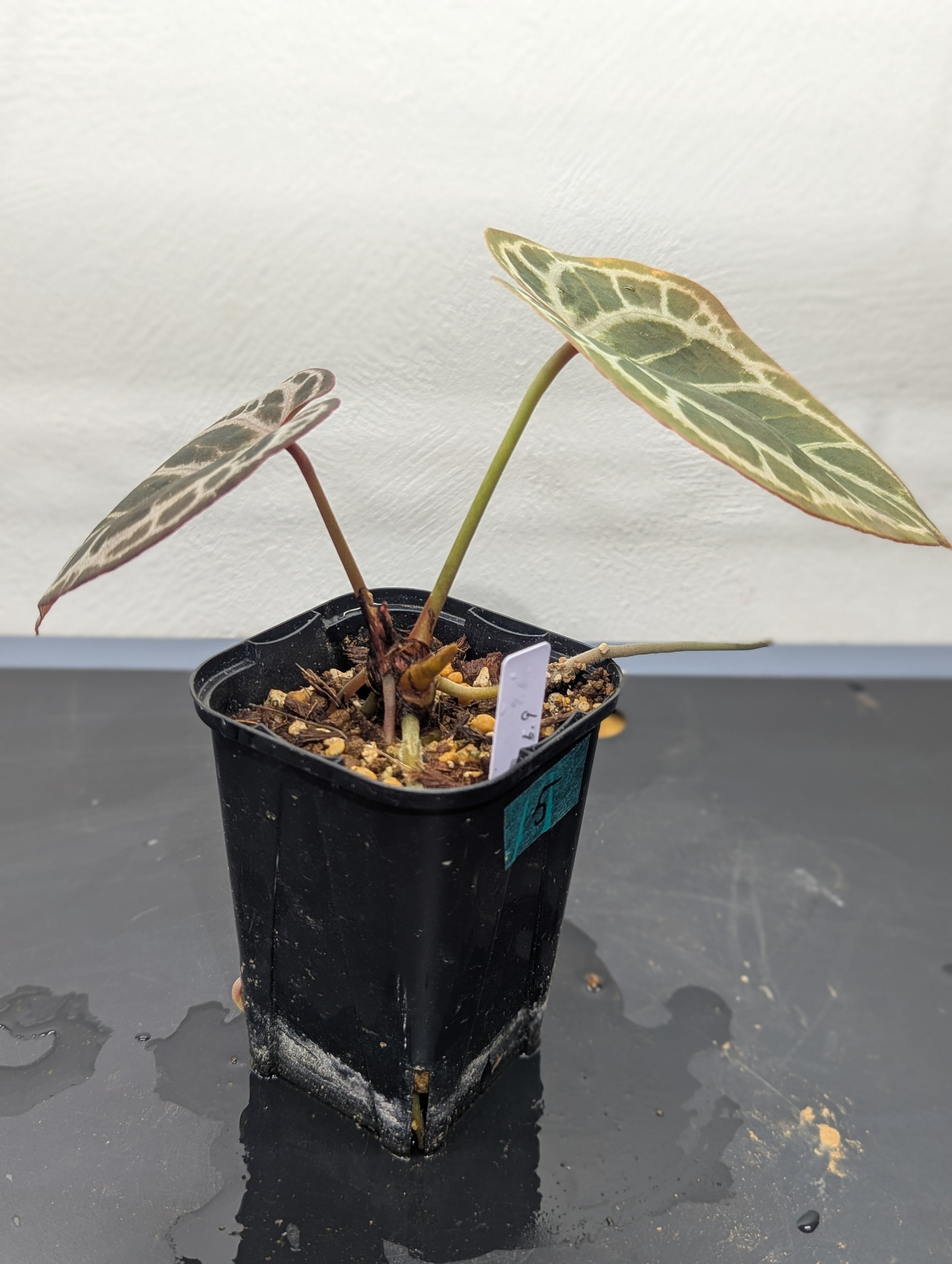 アンスリウム　ミスティーク A88 アンスリウム ミスティーク A88