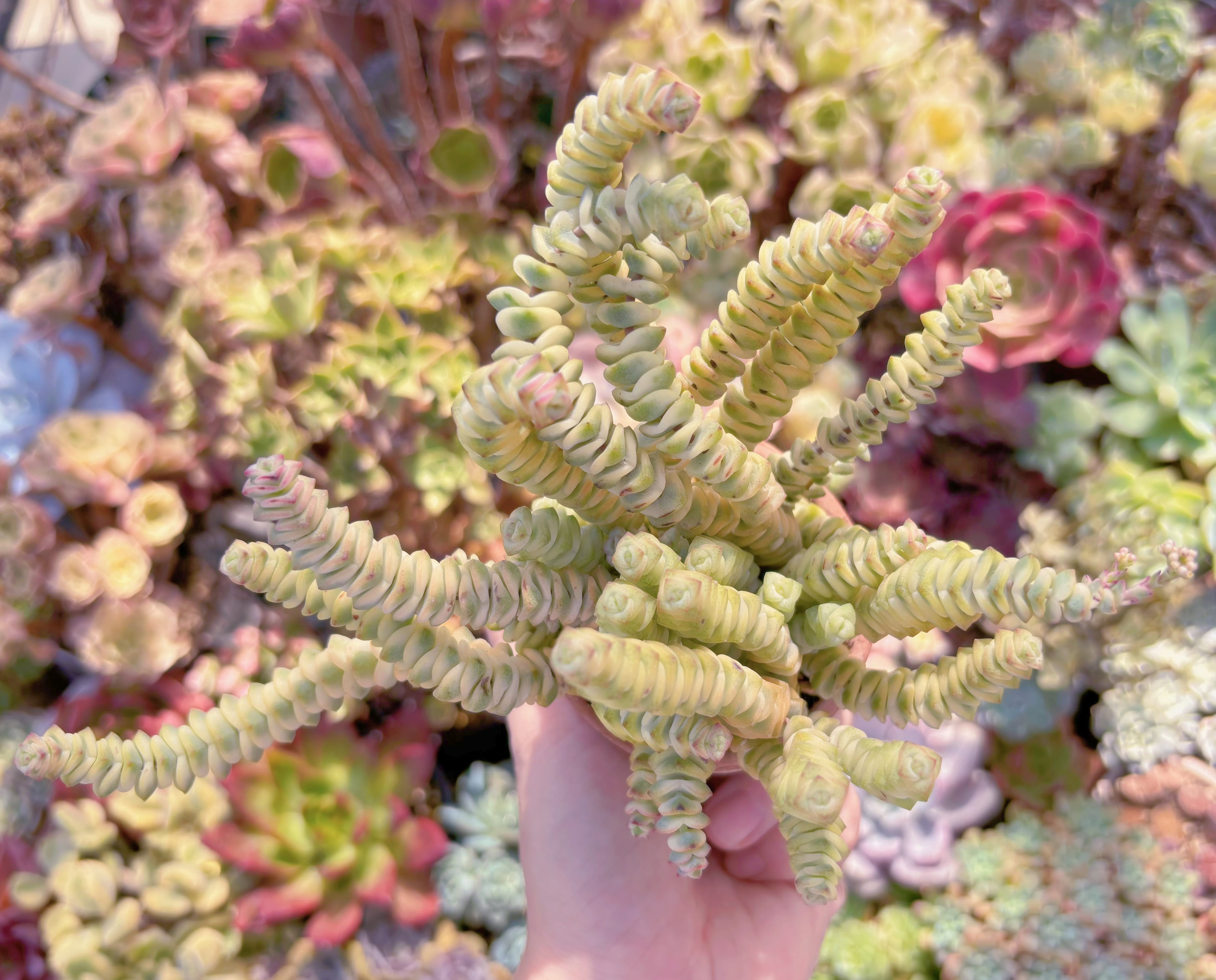 多肉植物　ファンタジー錦(15頭)　新入荷　るる農園