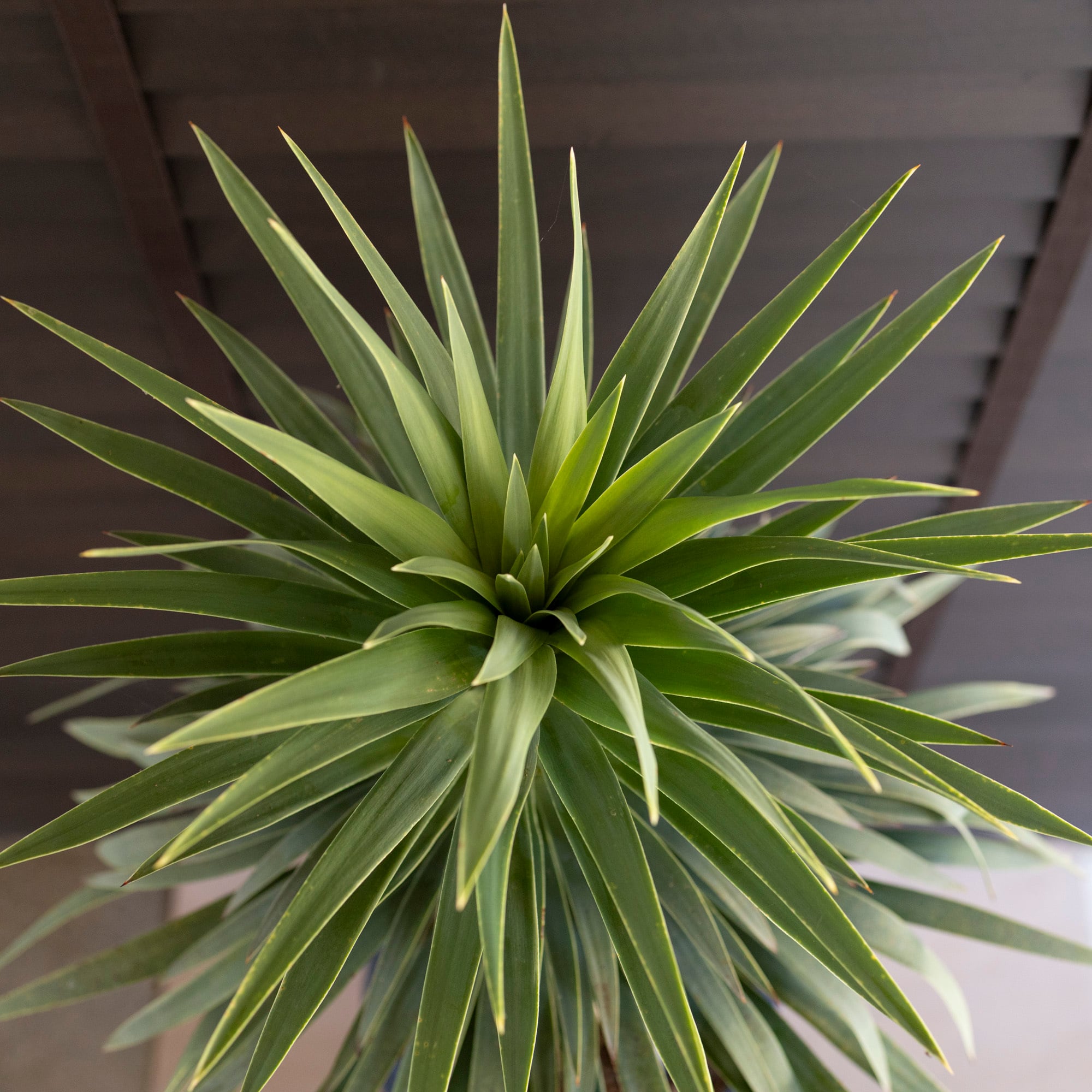 ユッカ デスメティアーナ Yucca Desmetiana 9号 陶器鉢 ヤシ 0628NV