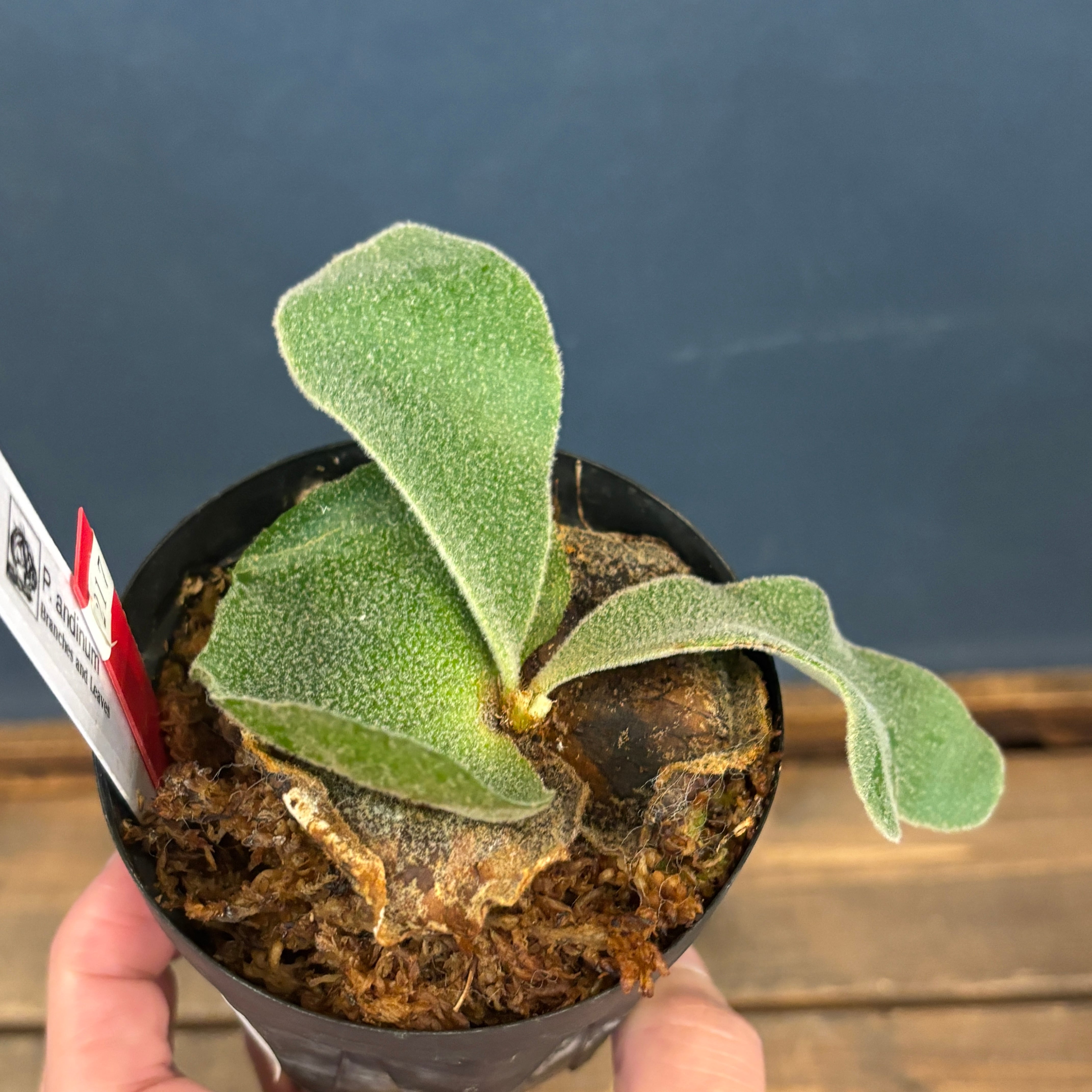 クリアランス】ビカクシダ アンディナム P.andinum【217】 | PROTOLEAF