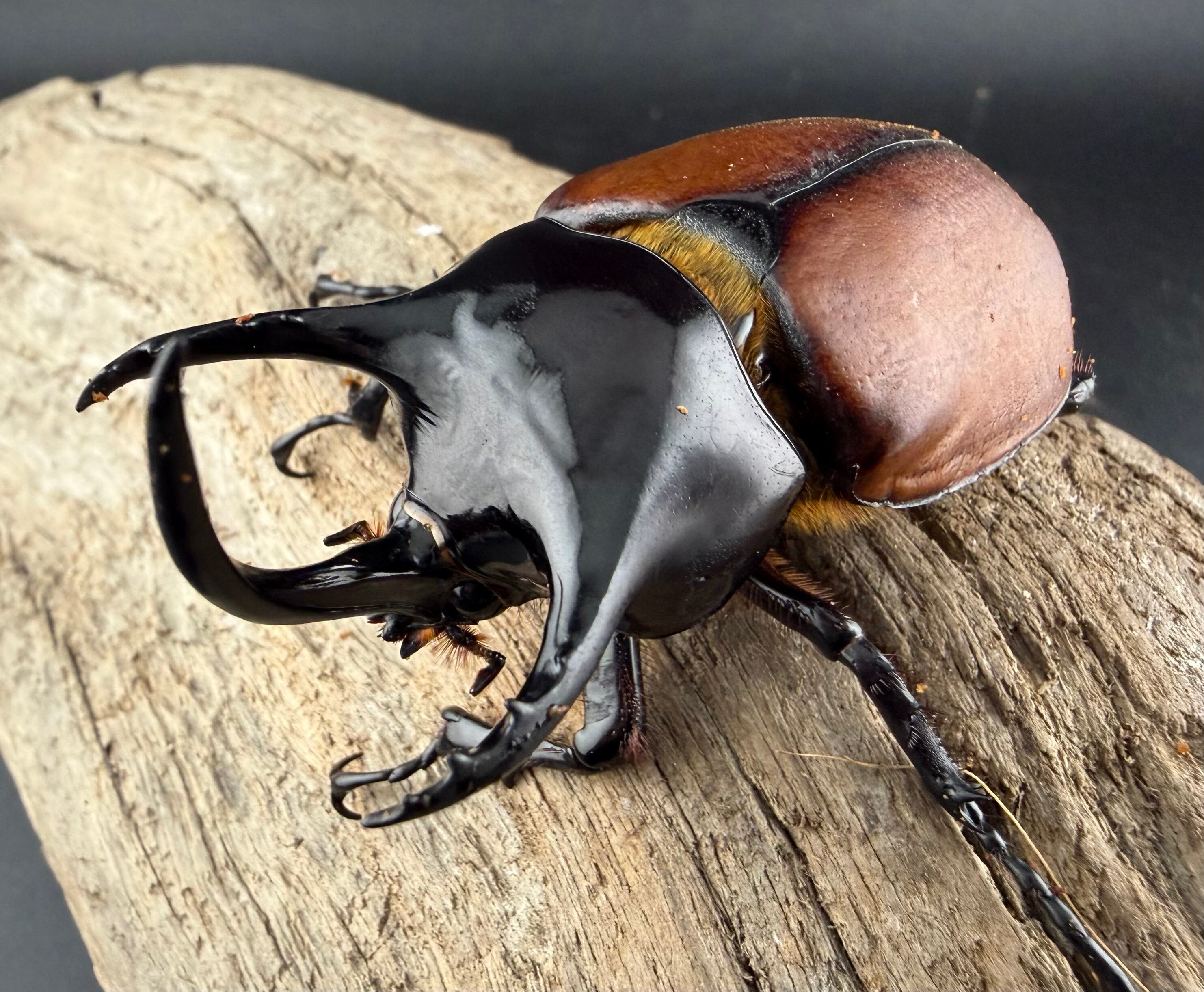 ゴホンツノの仲間 | KPW公式オンラインショップ