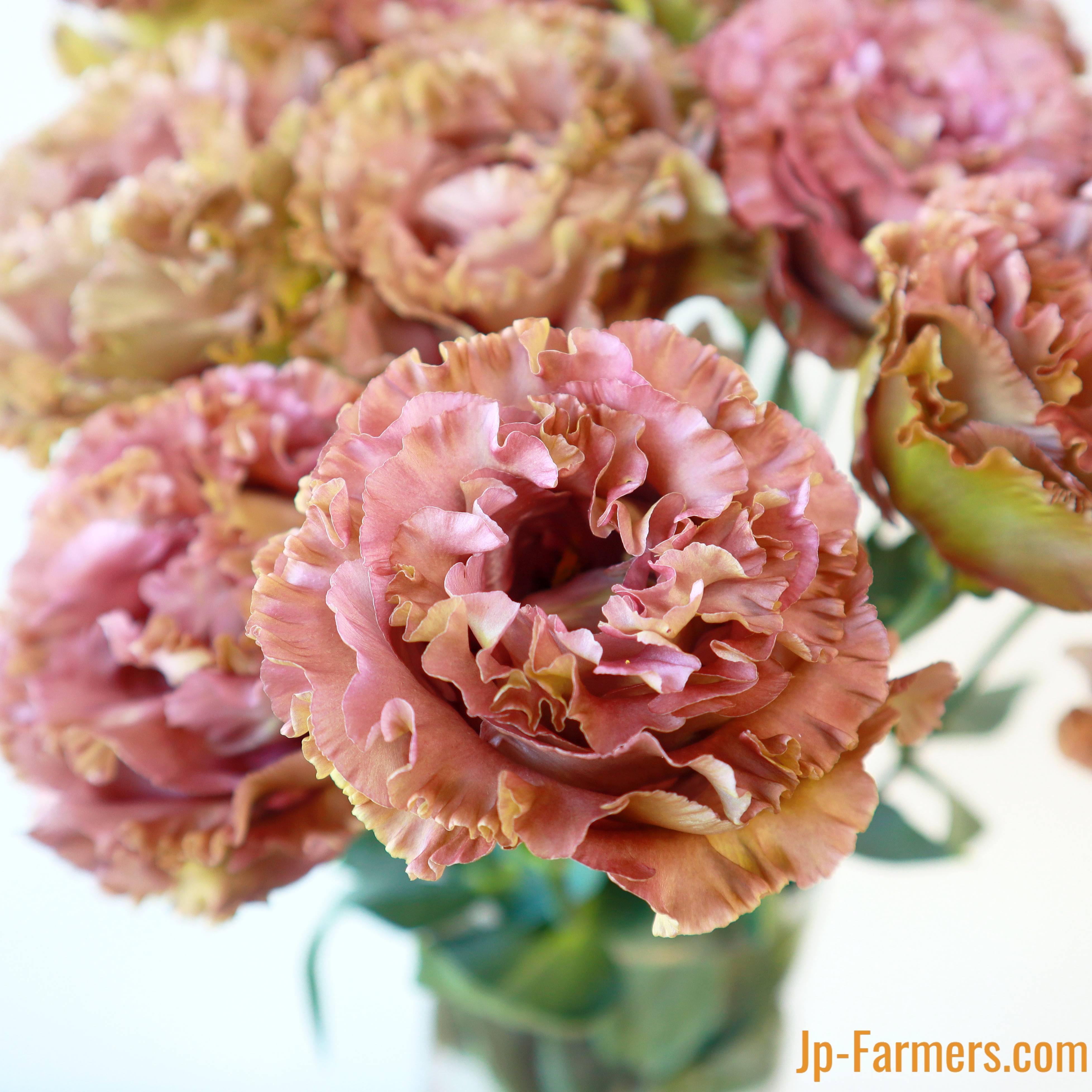 トルコキキョウ | 新鮮お花問屋 Jp-Farmers.com