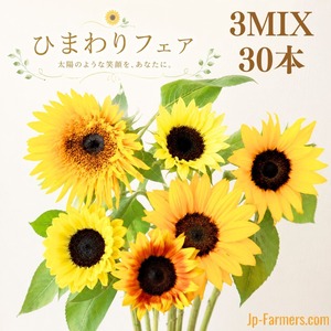 【ひまわりフェア】　1本120円！？　ヒマワリ3種MIX　30本　