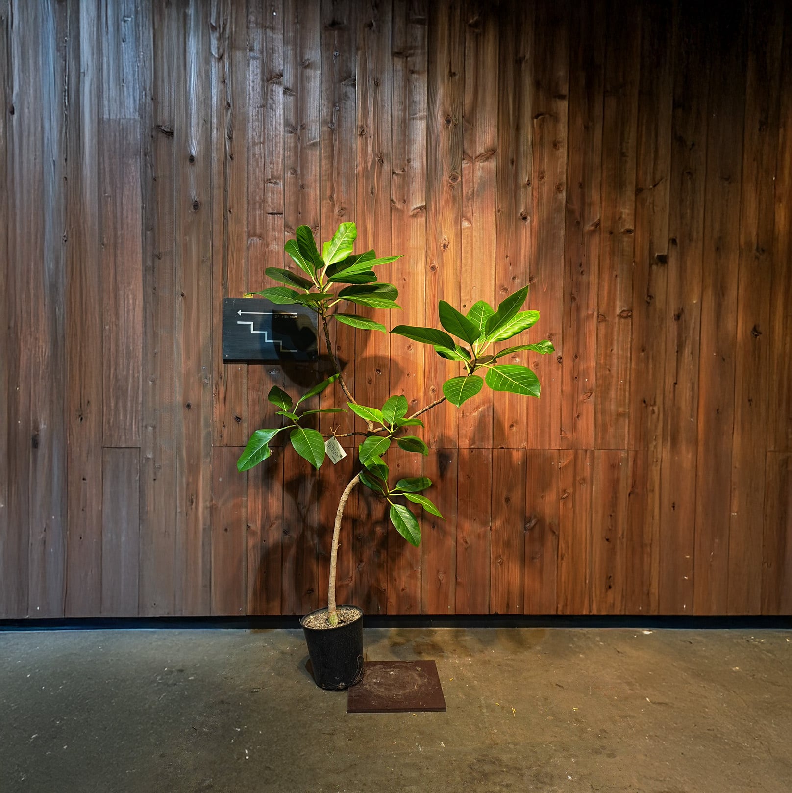 フィカス ジャンボリーフ | LUFF Flower&Plants WORKS online