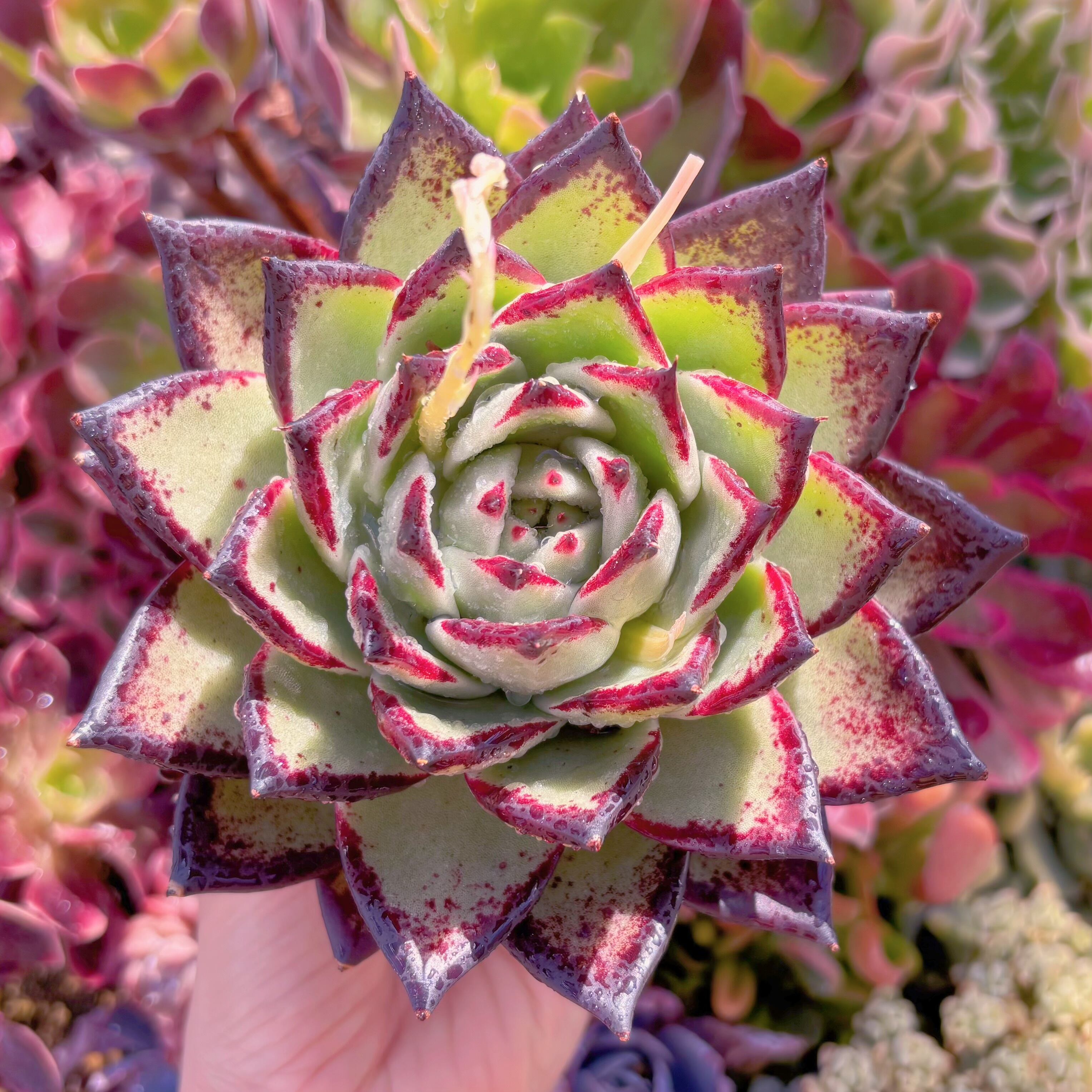 現品　黒魔王#1146　特大苗　るる農園