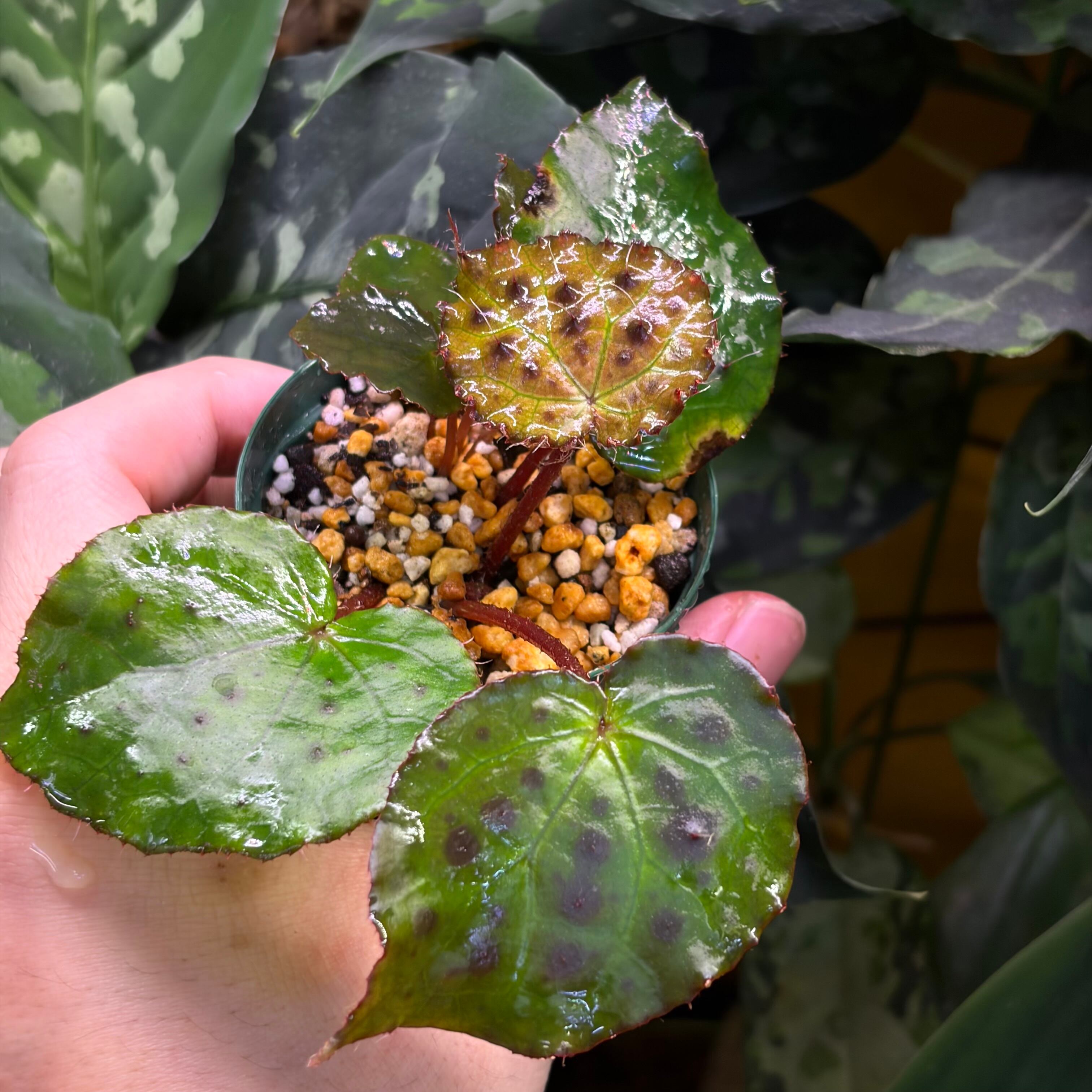 Begonia melanobullata Vietnam 原種ベゴニア メラノブラータ | 熱帯