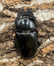 【WD】《アルキデスヒラタ 82mm L33-34mm ペア》