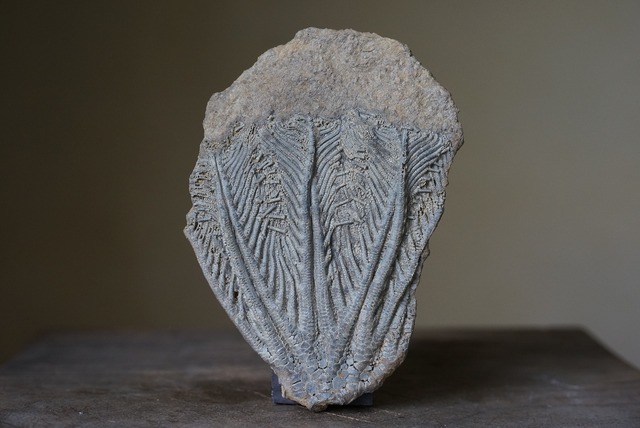 ウミユリ化石 Crinoid Fossil 2