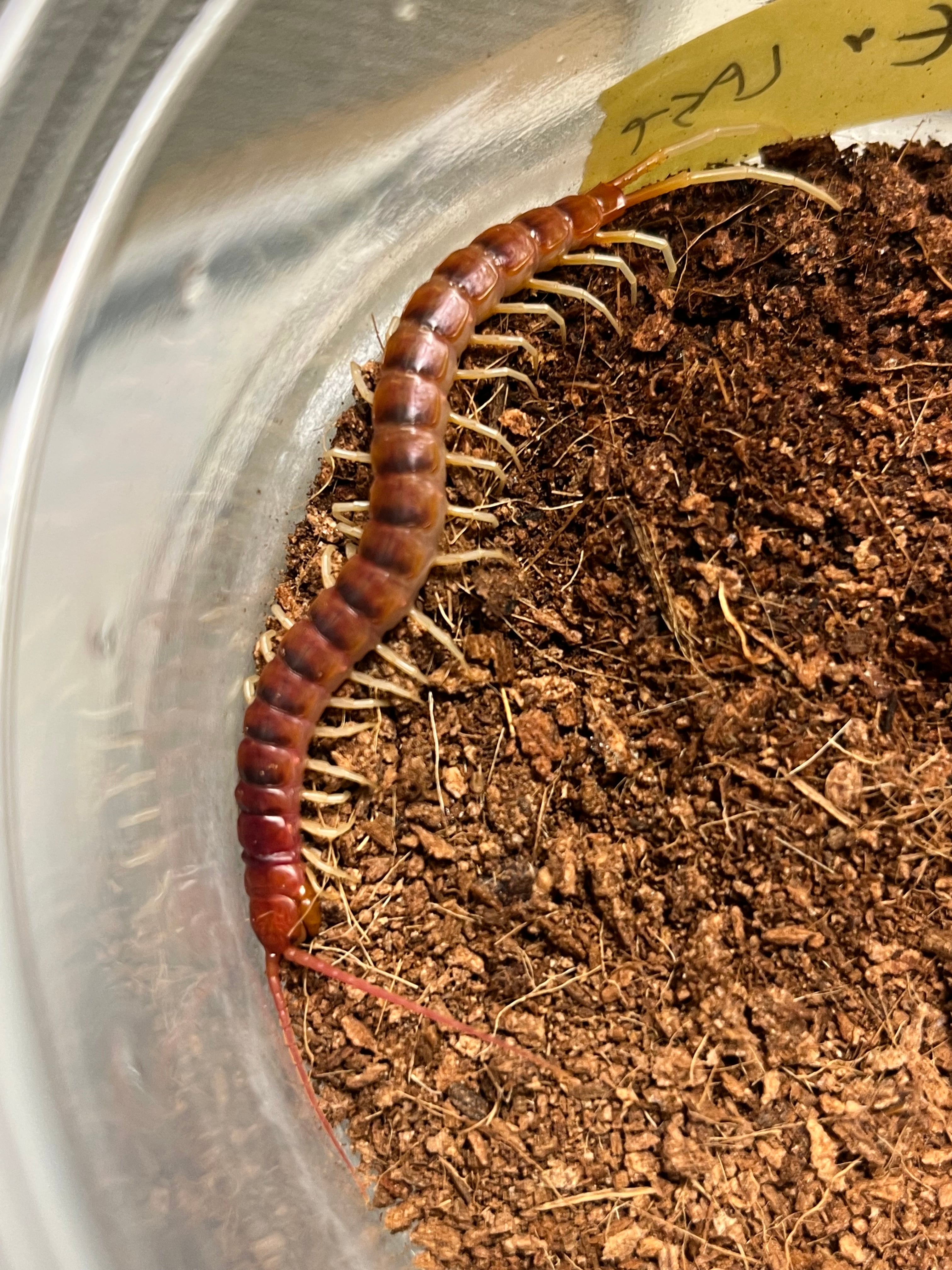 Scolopendra | オモニキチュウ