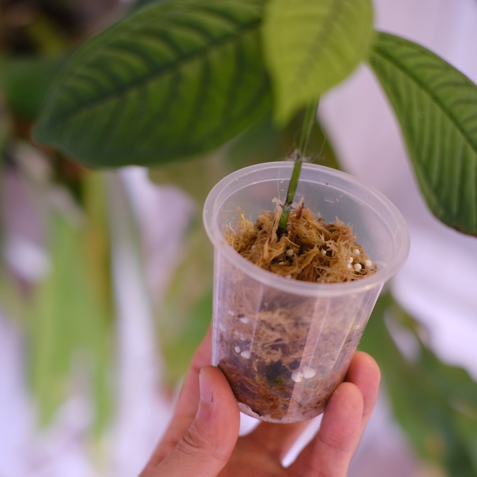 Syzygium jiewhoei｜シジギウム ジエホエイ｜希少フトモモ科植物