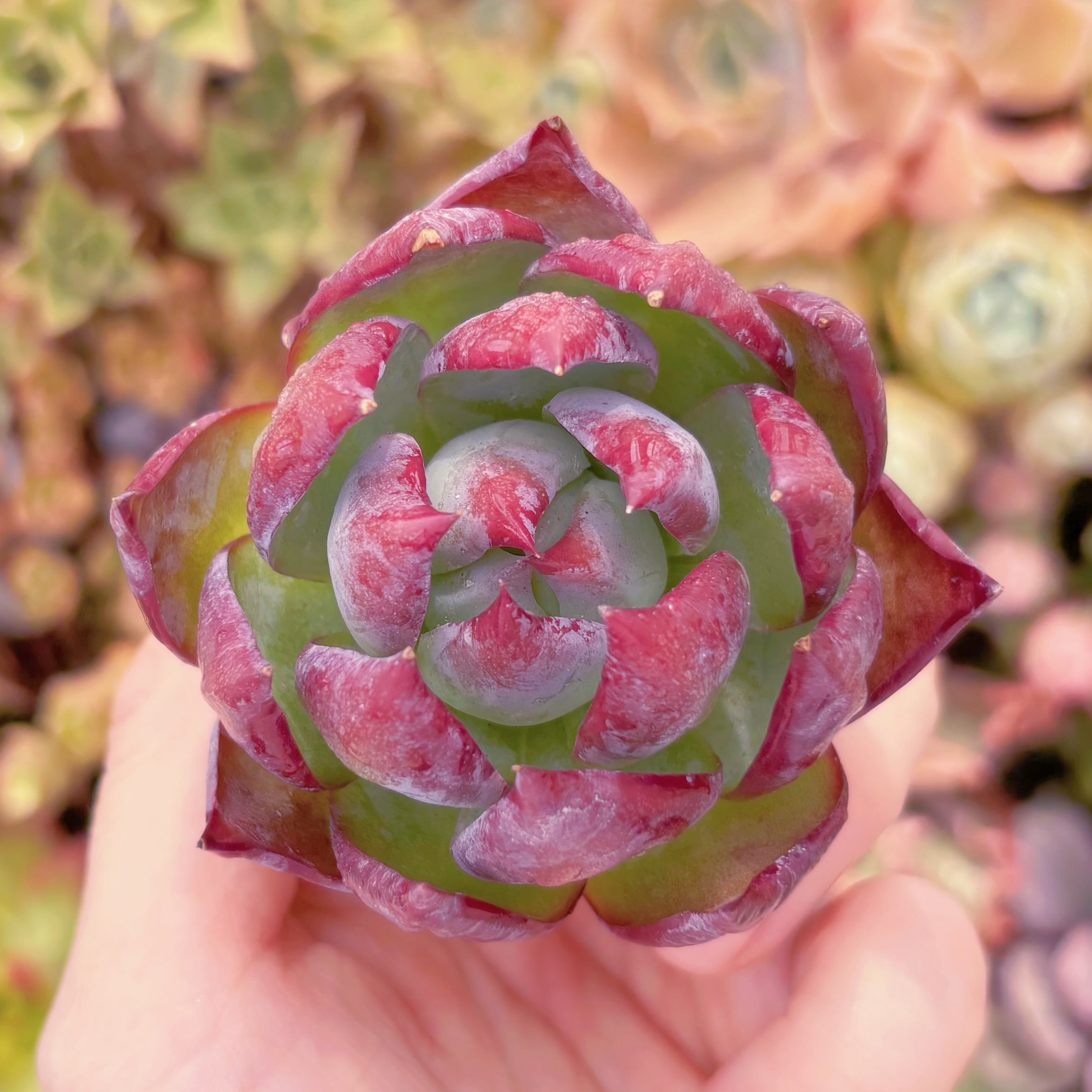 多肉植物 カシオ(中) 新入荷 るる農園 | るる農園~多肉植物専門