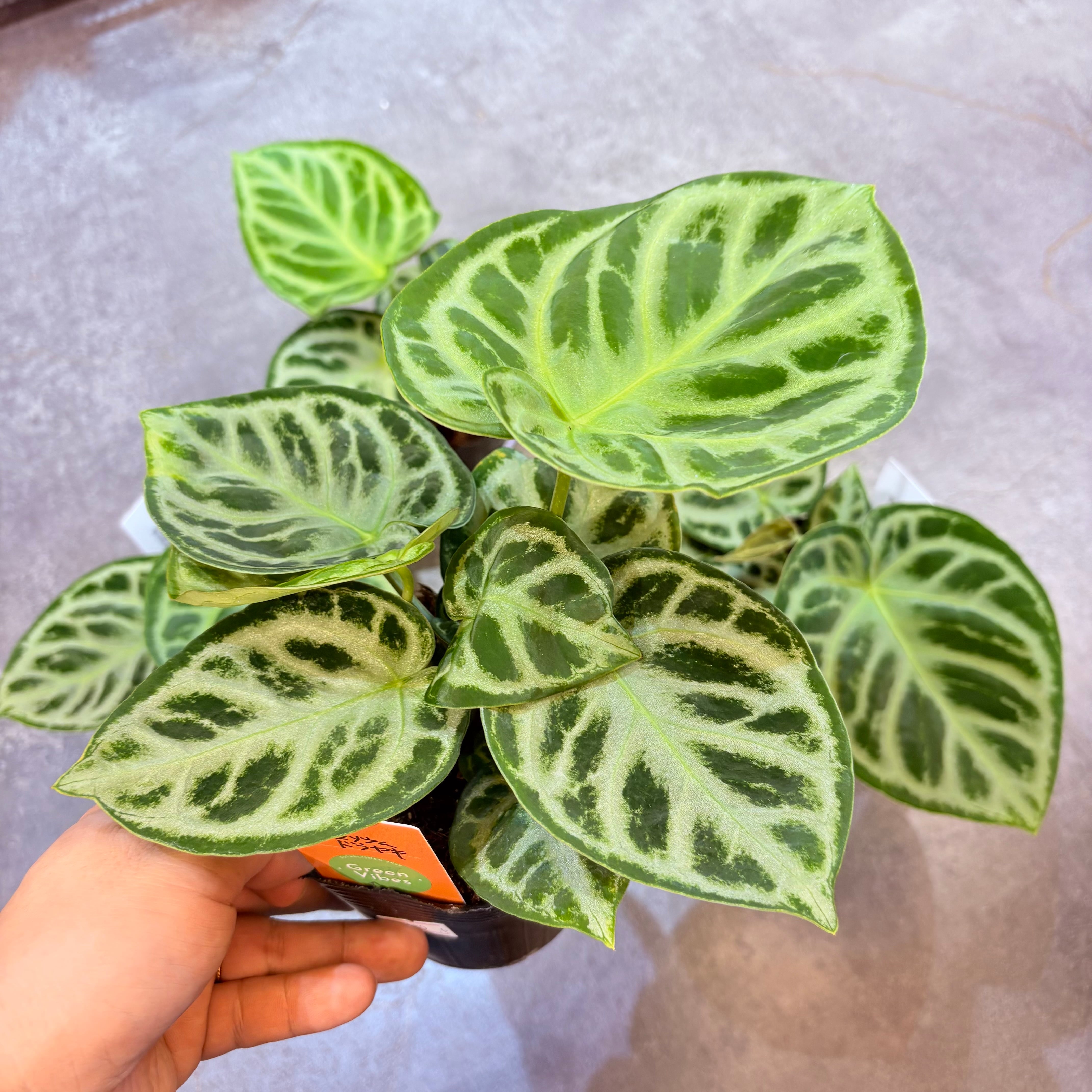 アンスリウム ドラヤキ 3.5号 | Green Vibes 宇都宮市の観葉植物専門店