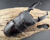 《パラワンオオヒラタ マンタリンガハン産 101.5mm ペア》