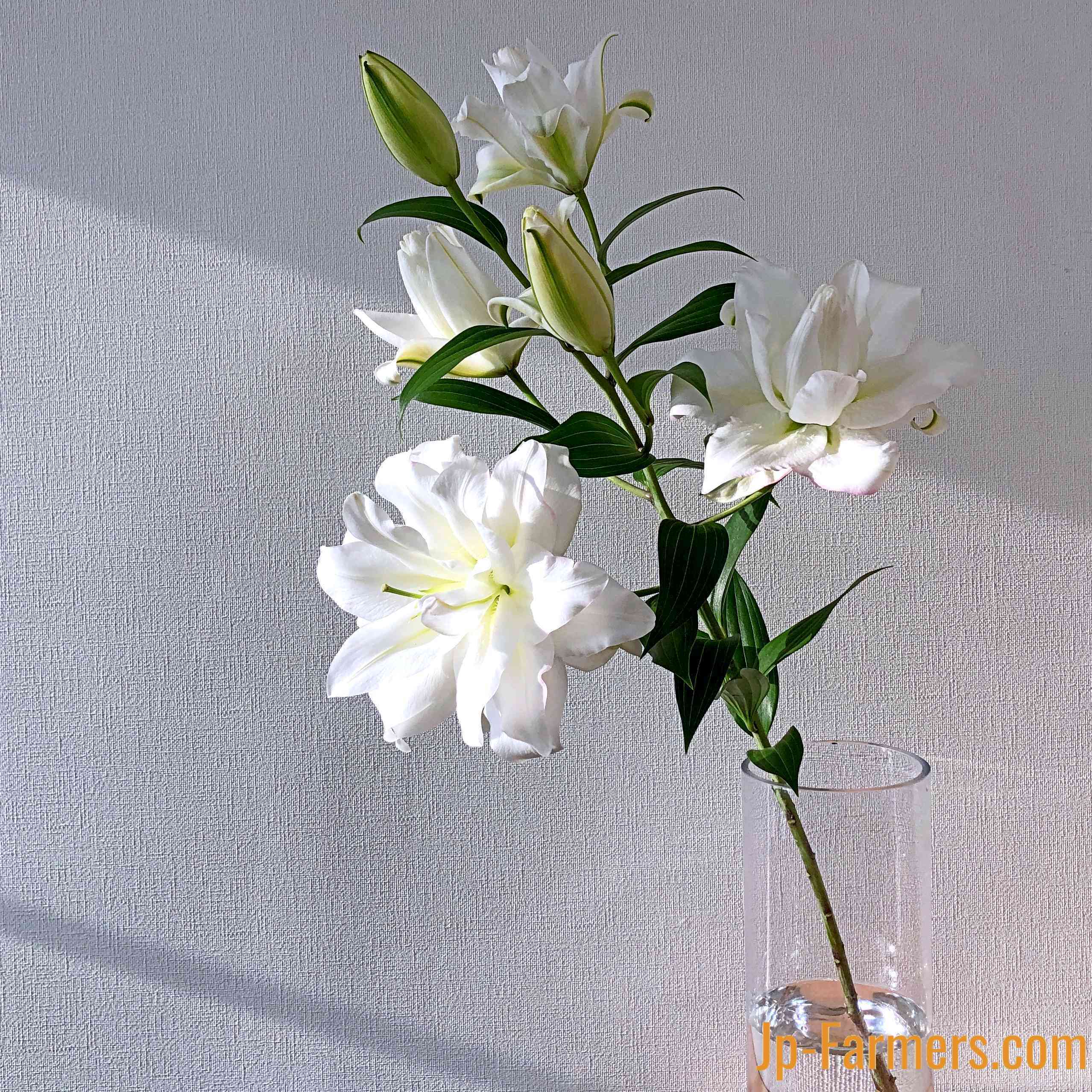 ユリ JA北魚沼(新潟県)鈴木健市さんから届く LY Lily 八重ユリ