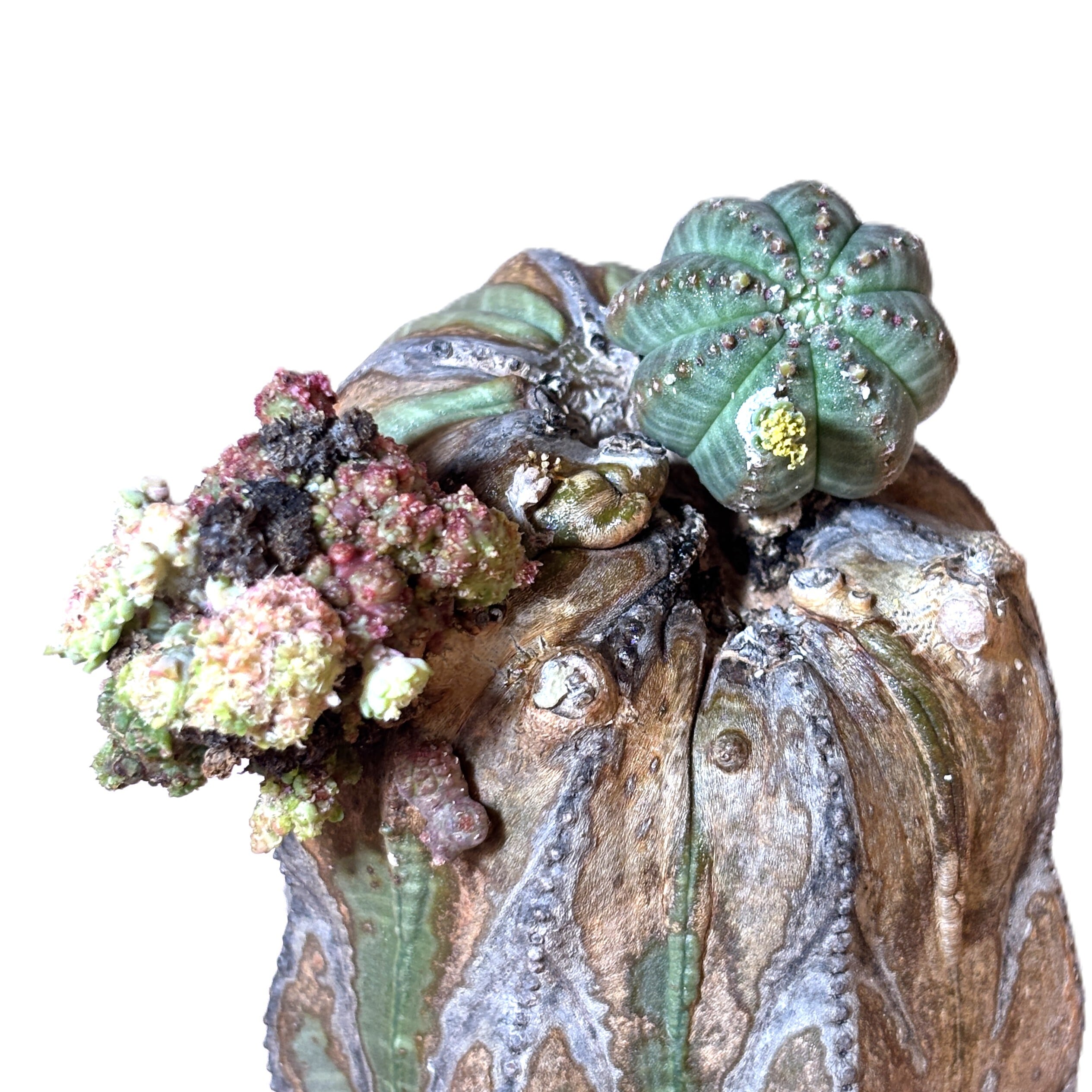Euphorbia obesa 'Old Wood' - Mutant Tower (Raw Specimen