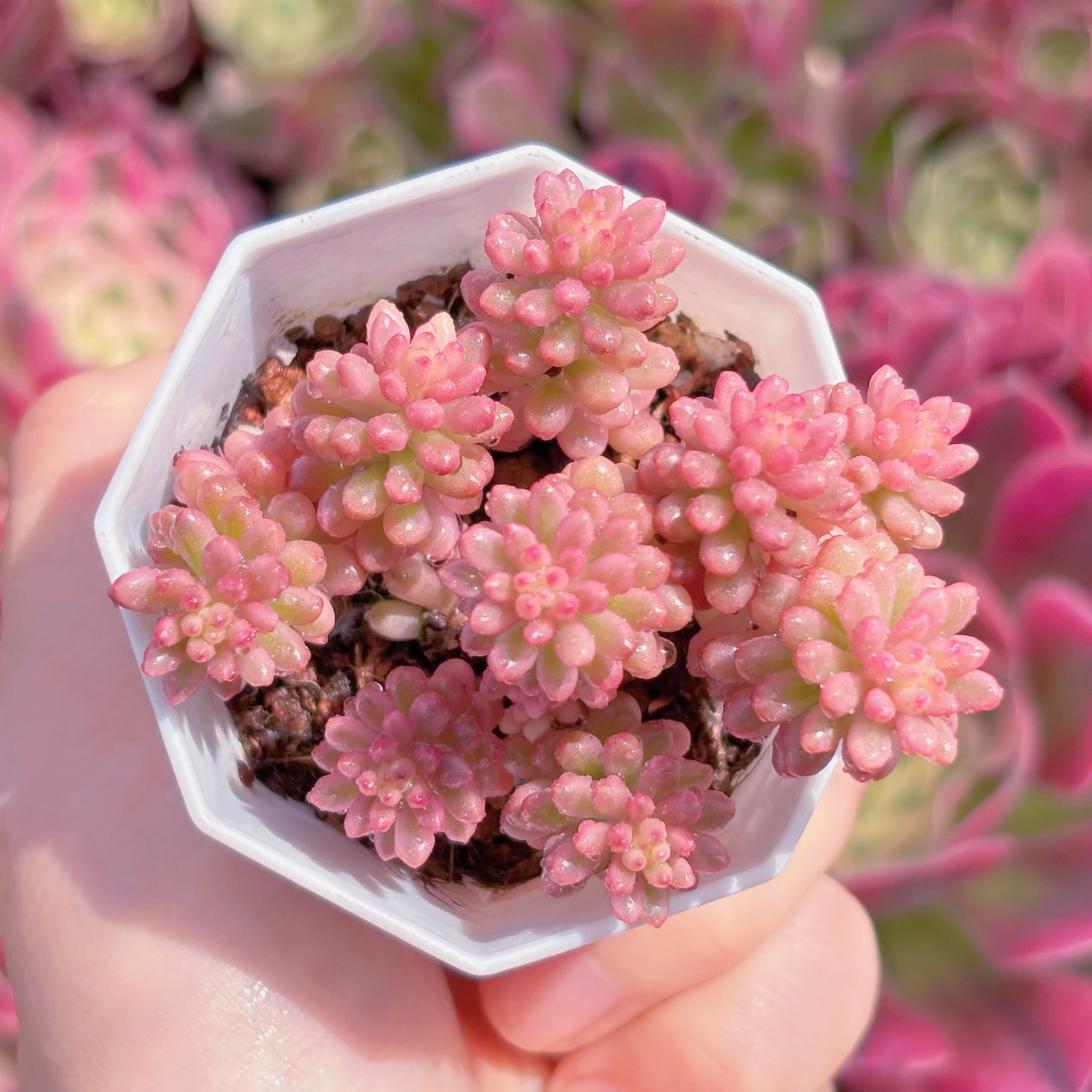 多肉植物　レッドベリー錦　新入荷　るる農園