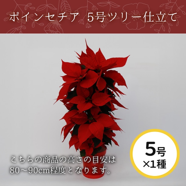 ポインセチアシャイニングレッド 5号 ツリ-仕立て・皿付き